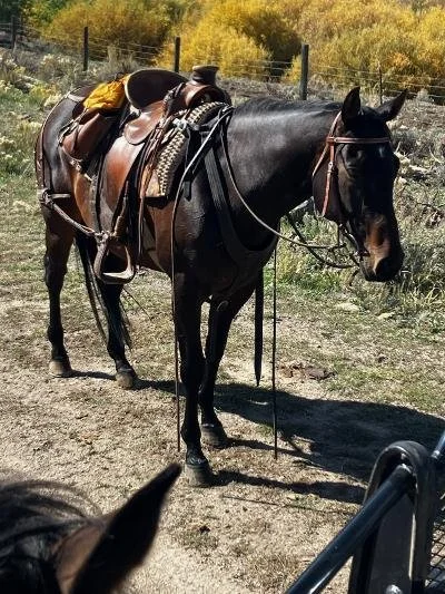 A black horse with a saddle, bridle, and riding gear standing on dirt ground in a fenced outdoor area with autumn trees in the background.