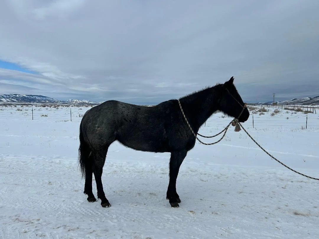 A black horse standing on snow-covered ground in a winter landscape with mountains in the background and a cloudy sky.