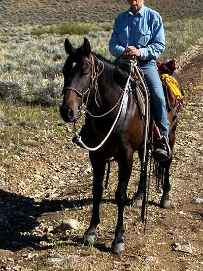 A person riding a dark brown horse in a desert landscape with shrubs and distant hills.