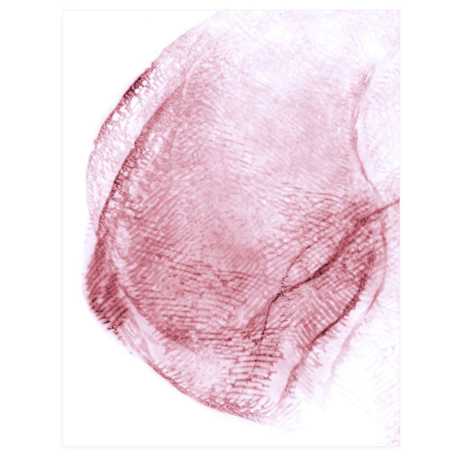 Framed: The Bone as Flesh Series