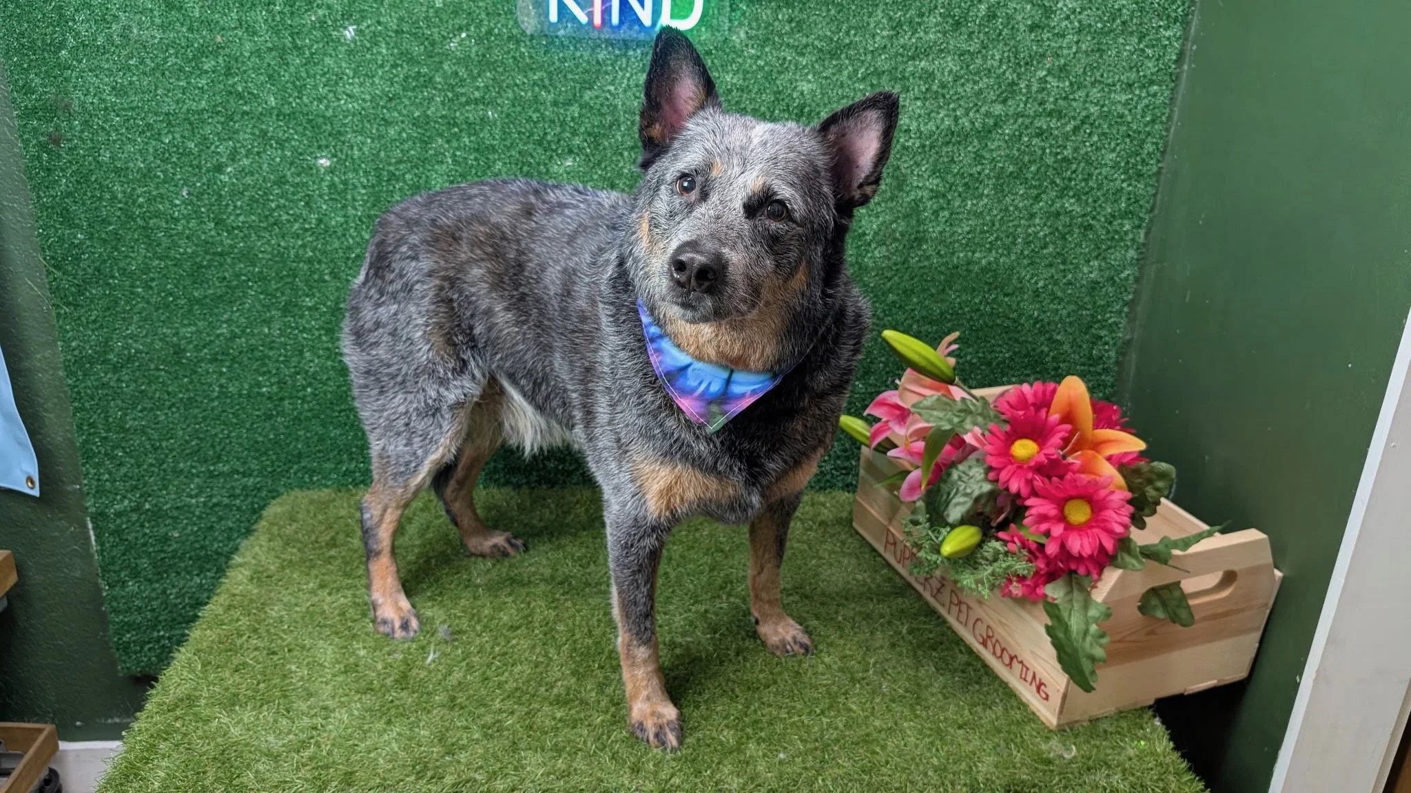 Pet Grooming in Downtown New Port Richey: Why Pupperz Grooming Is Worth the Visit