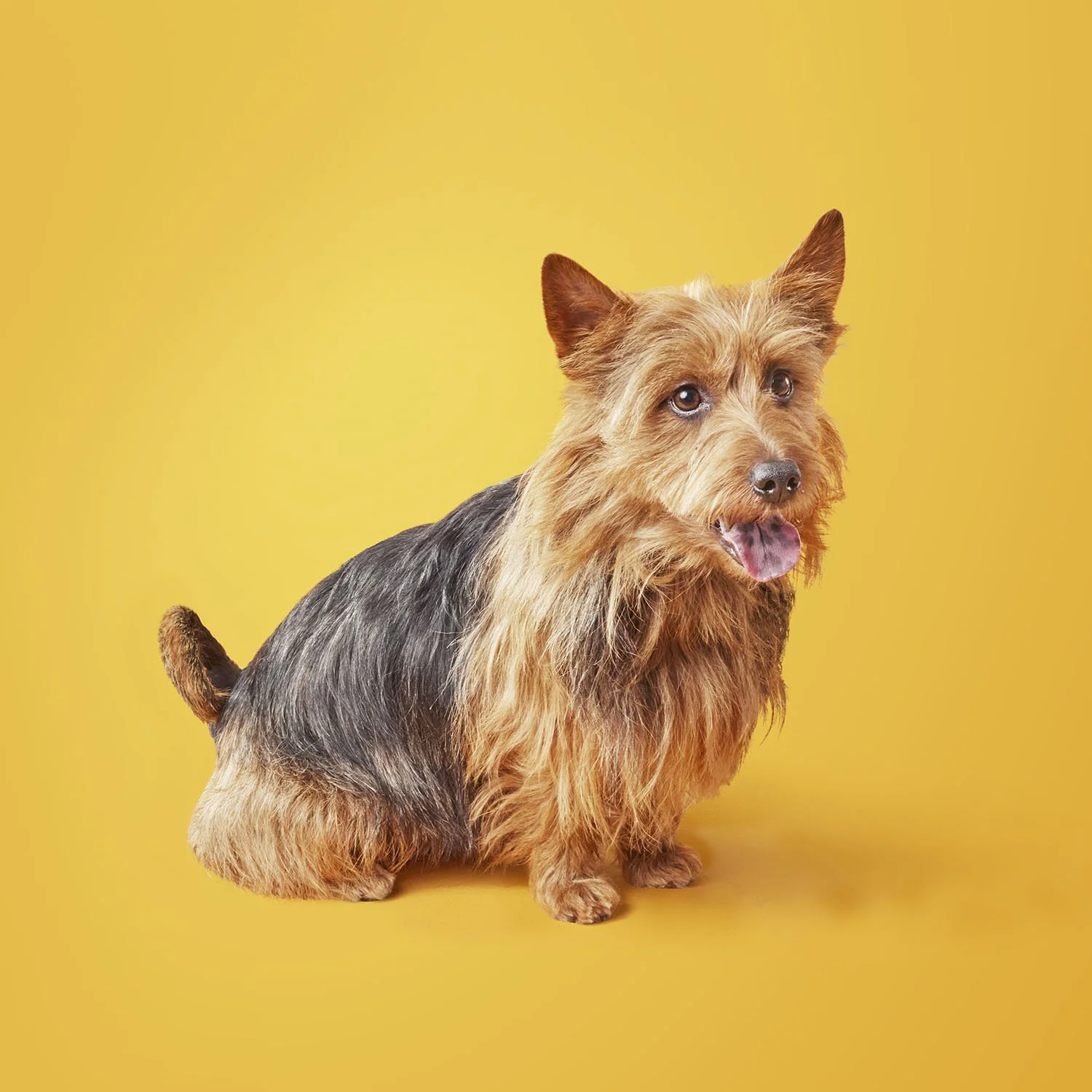 DogsYellowBKGD copy.jpg