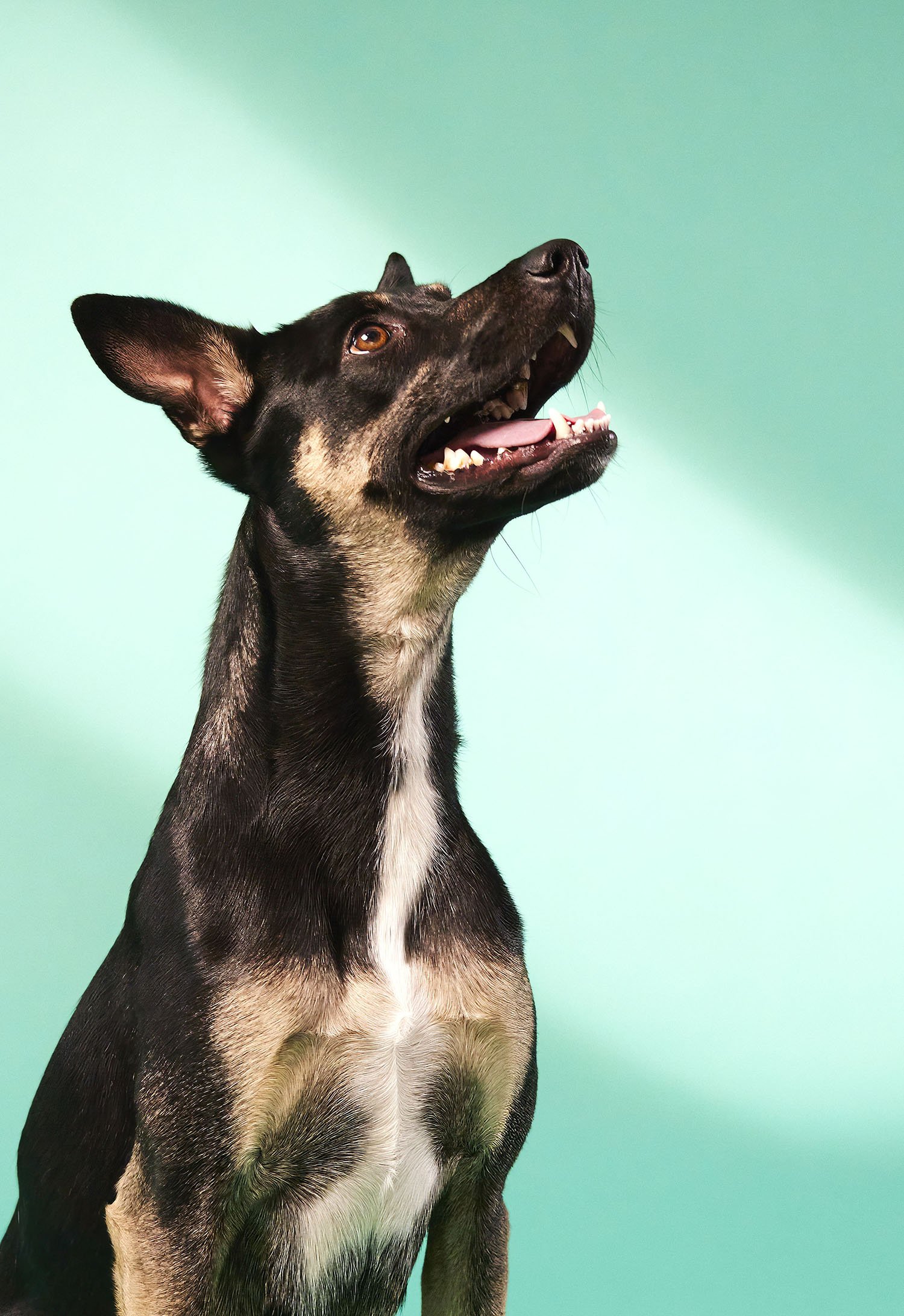PK-AnimalTest8507-topaz2-sharpen copyFLipped.jpg