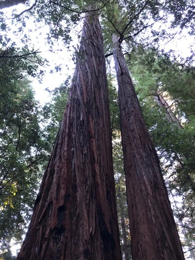 Upward view of two tall, ancient redwood trees in a forest, with green foliage and sky visible above.