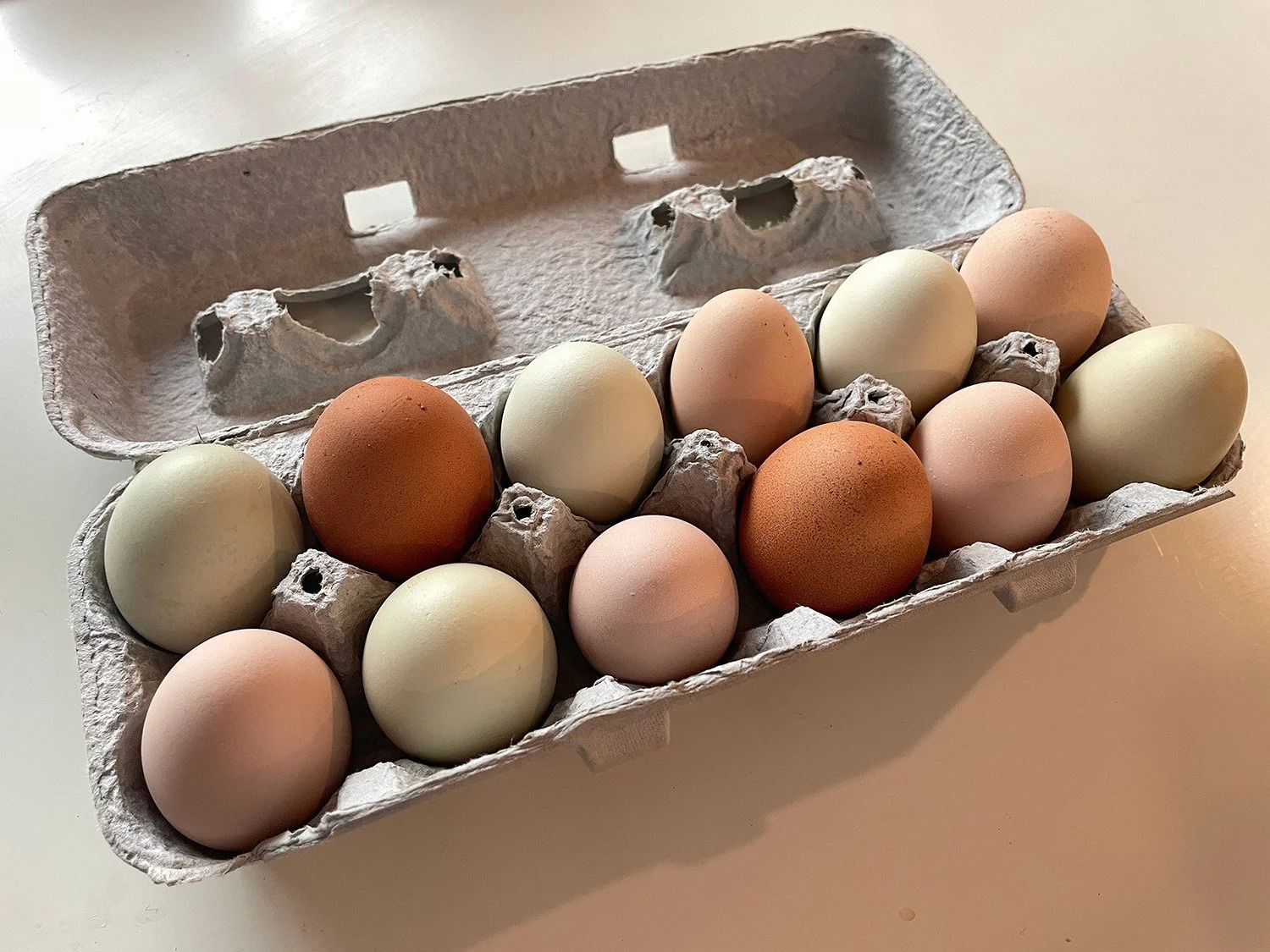 1 Dozen Eggs (Free Range)