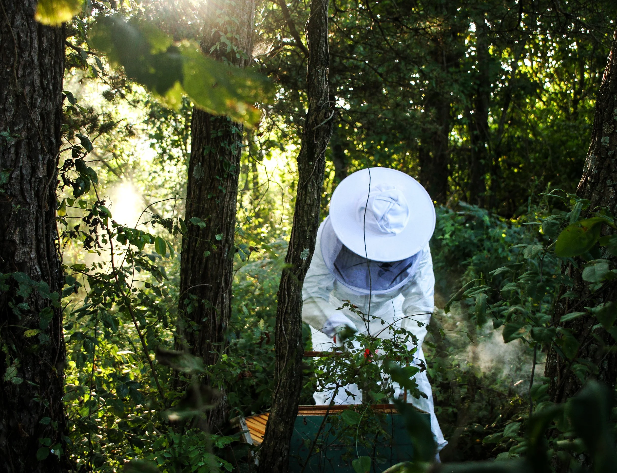 Swarm and Structural Bee Removal