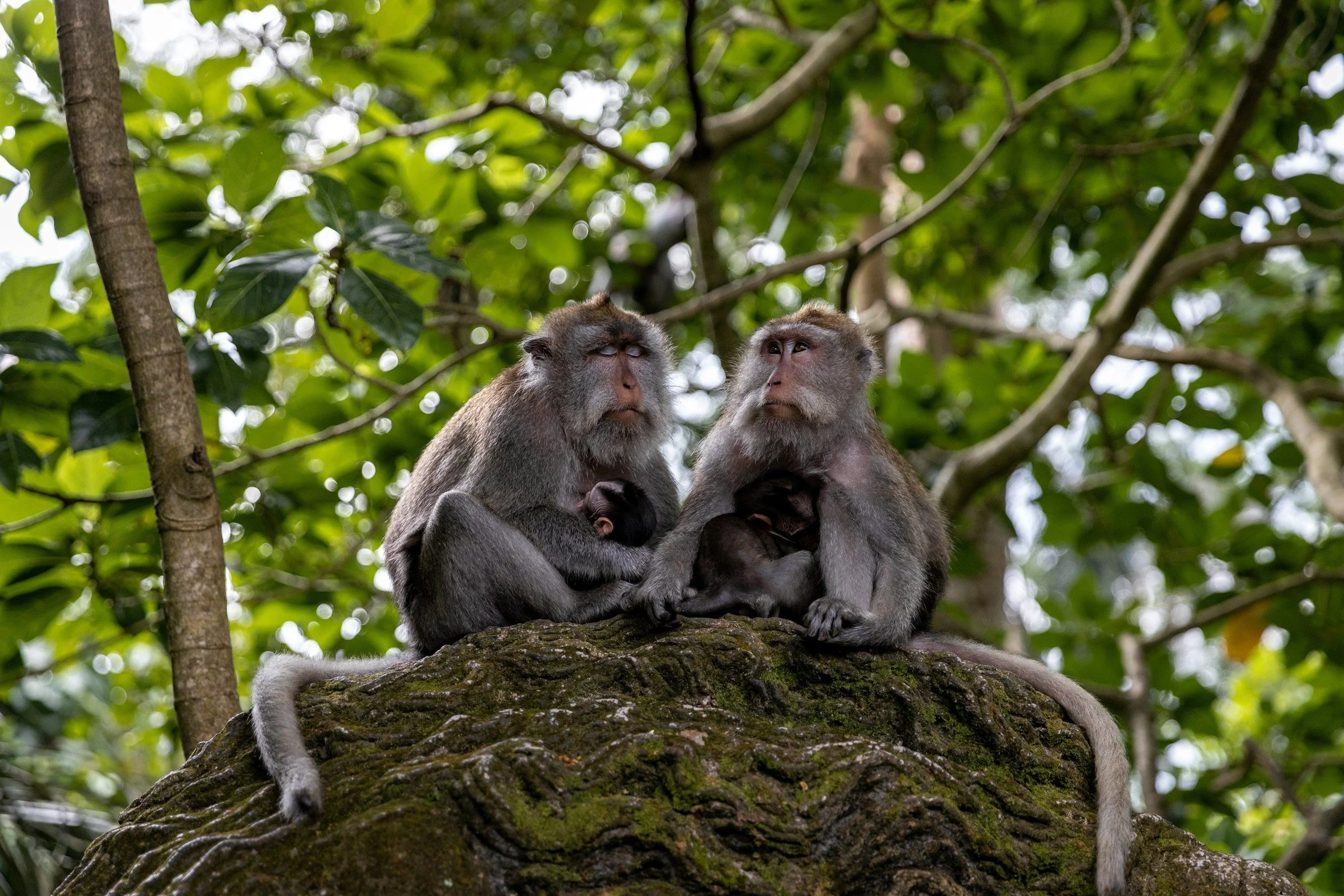 Two adult monkeys sitting on a tree branch with their young babies at the Monkey Forest in Bali, Indonesia.