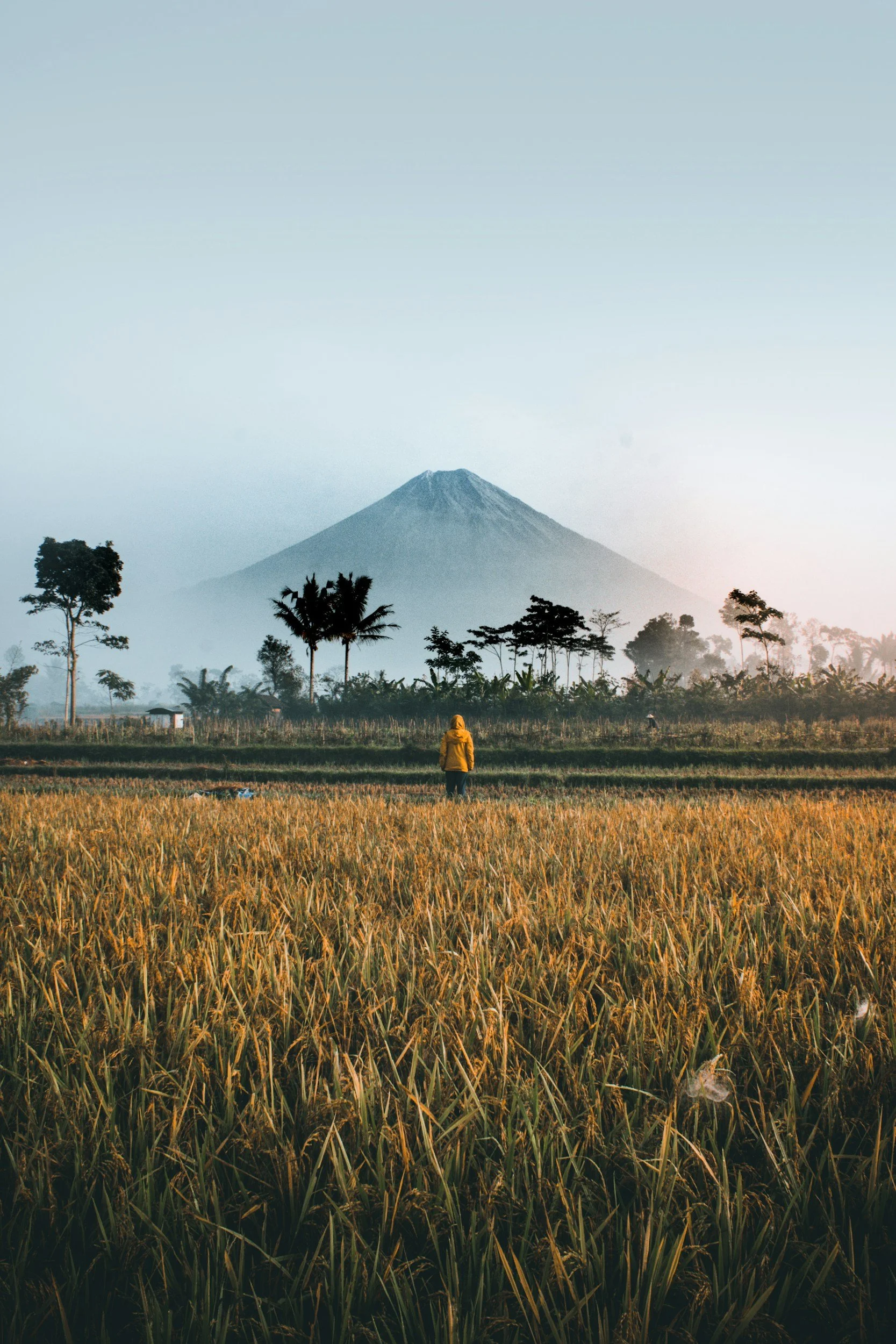 A large mountain, possibly a volcano, in the distance with a person wearing a yellow jacket standing in a rice field during sunrise or sunset. Trees are visible near the mountain.
