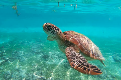 Snorkeling in Sanur