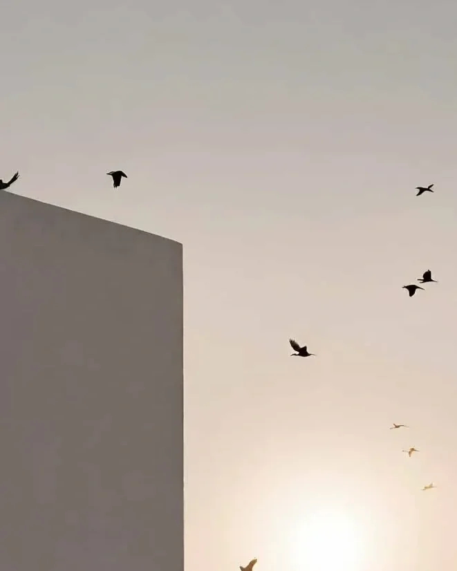 Birds flying near a white building during sunset or sunrise.