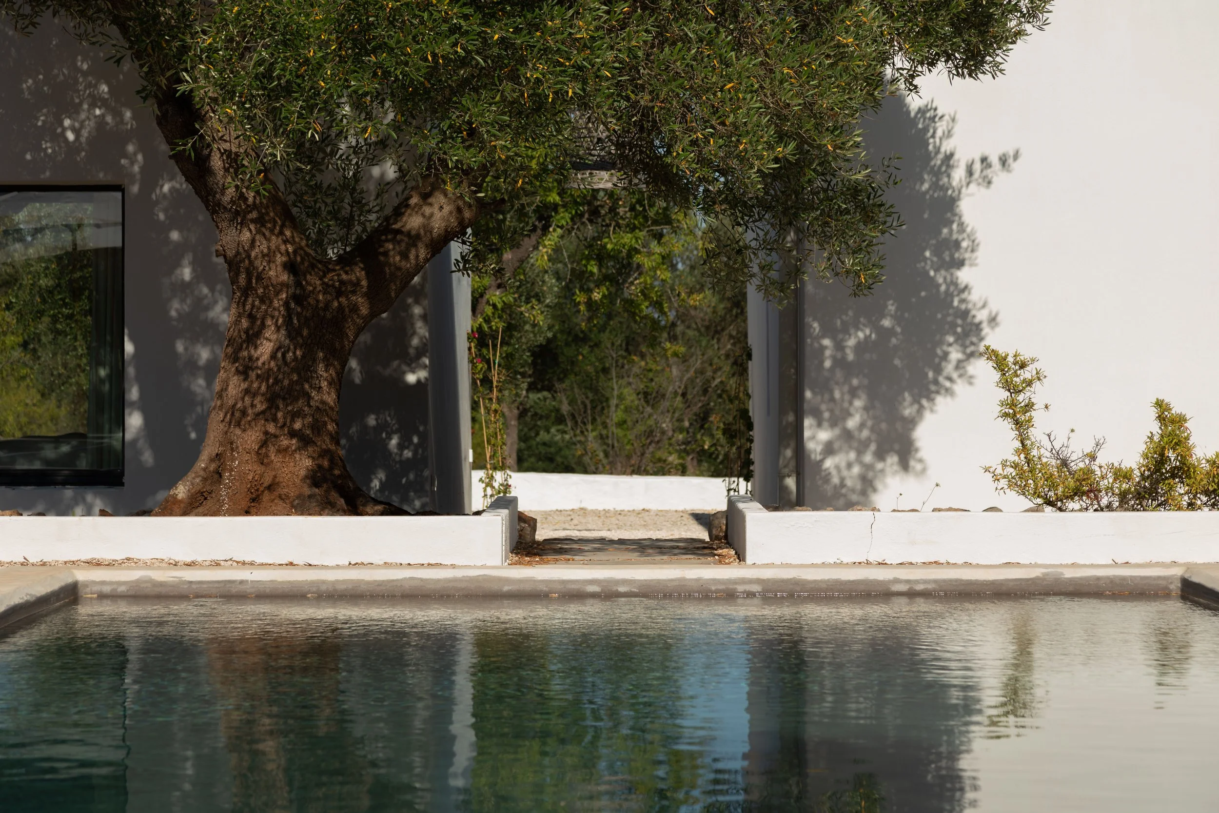 A modern house with a pool, a large tree, and greenery in the background.