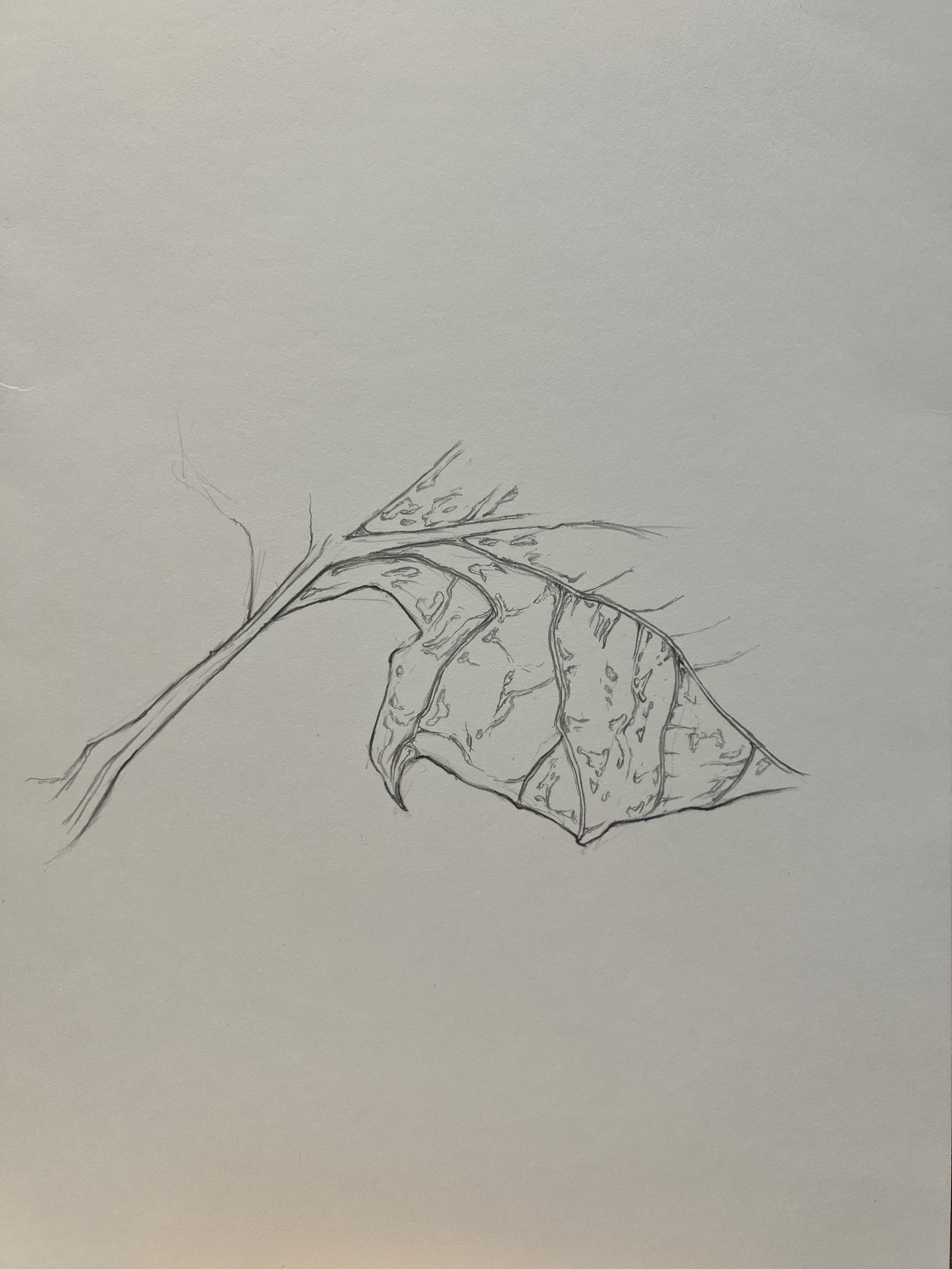 Botanical Drawing Study 3