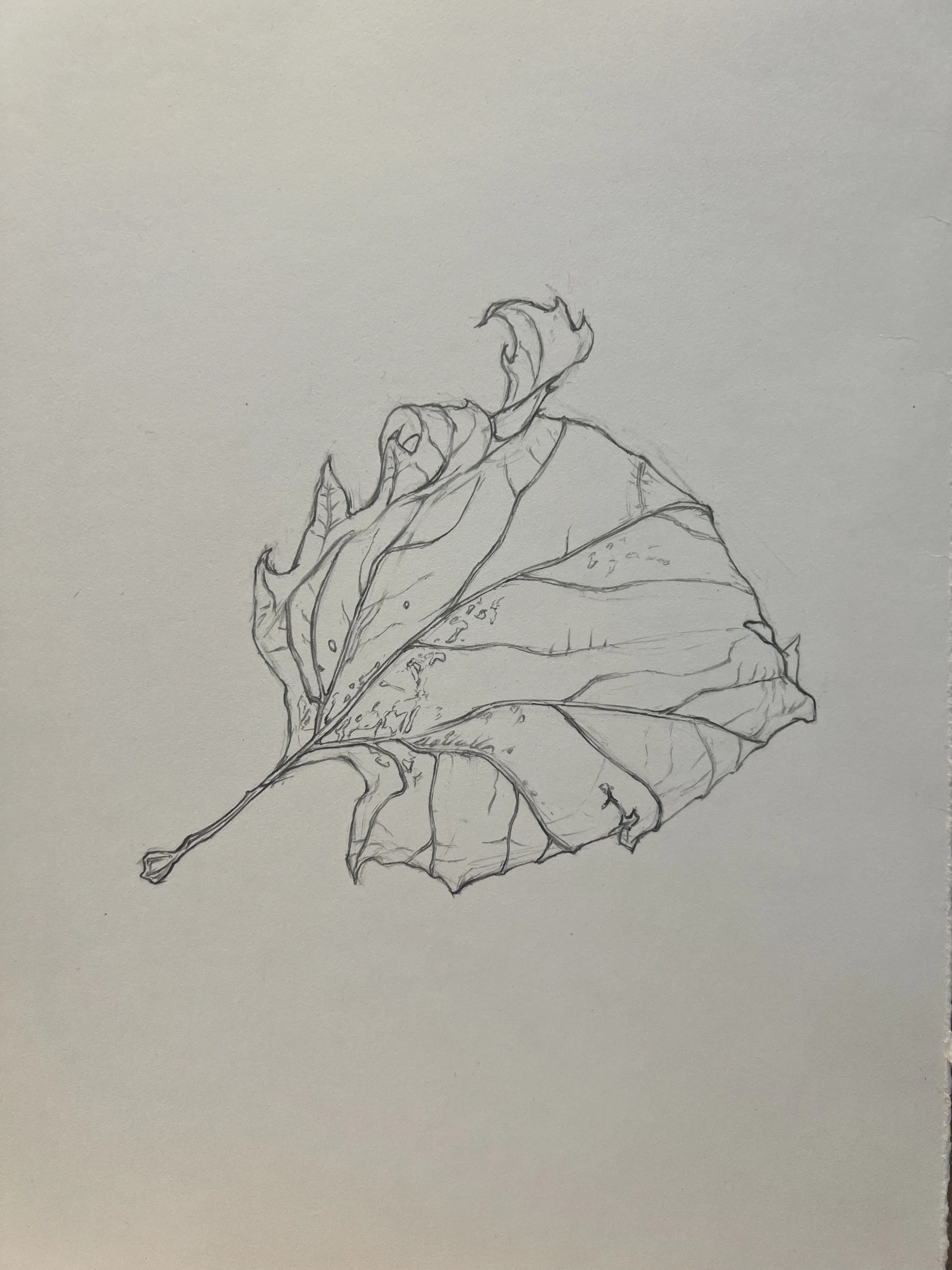 Botanical Drawing Study 1