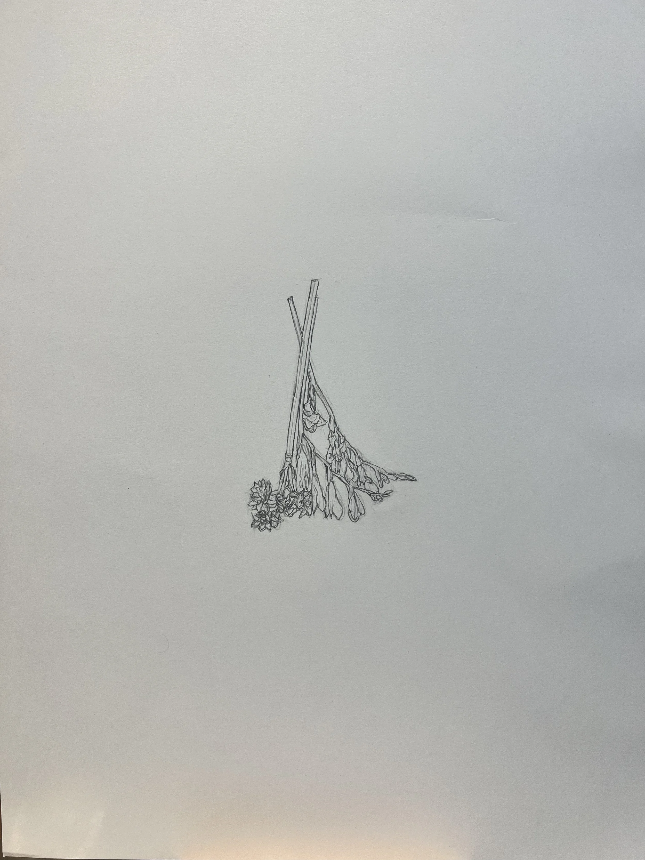 Botanical Drawing Study 5 - Scale