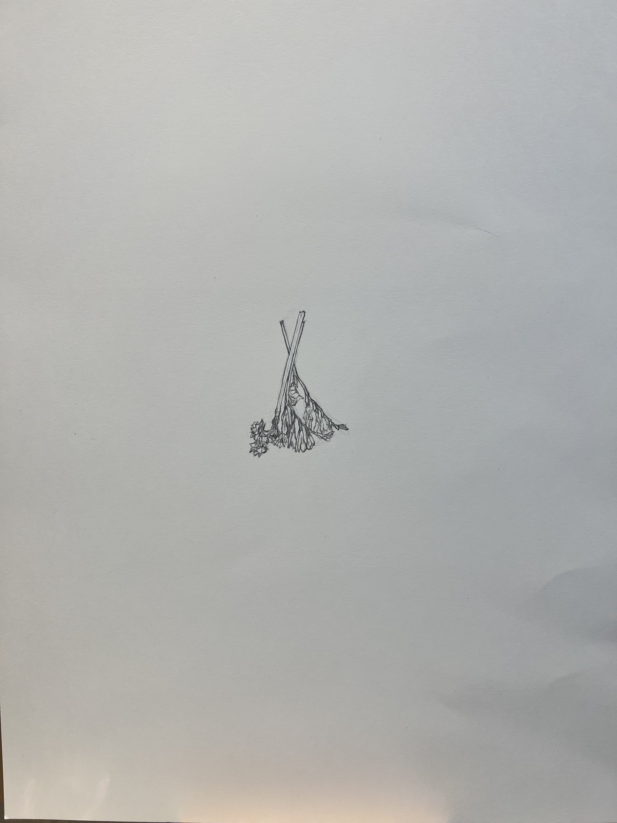 Botanical Drawing Study 6 - Scale