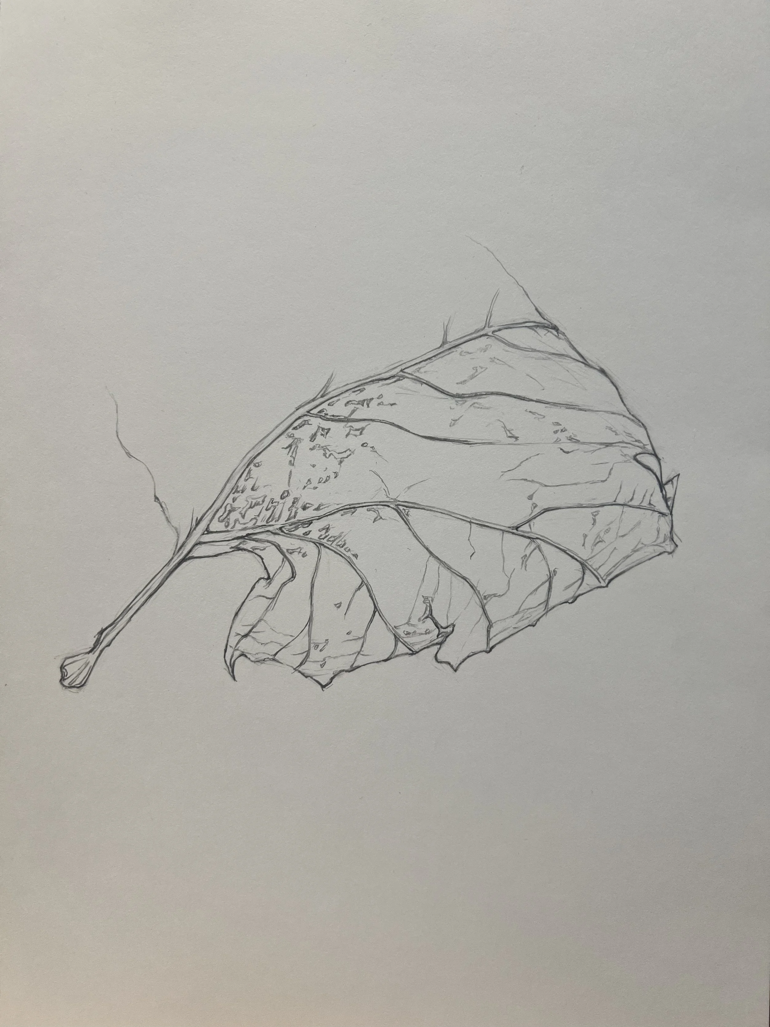Botanical Drawing Study 2