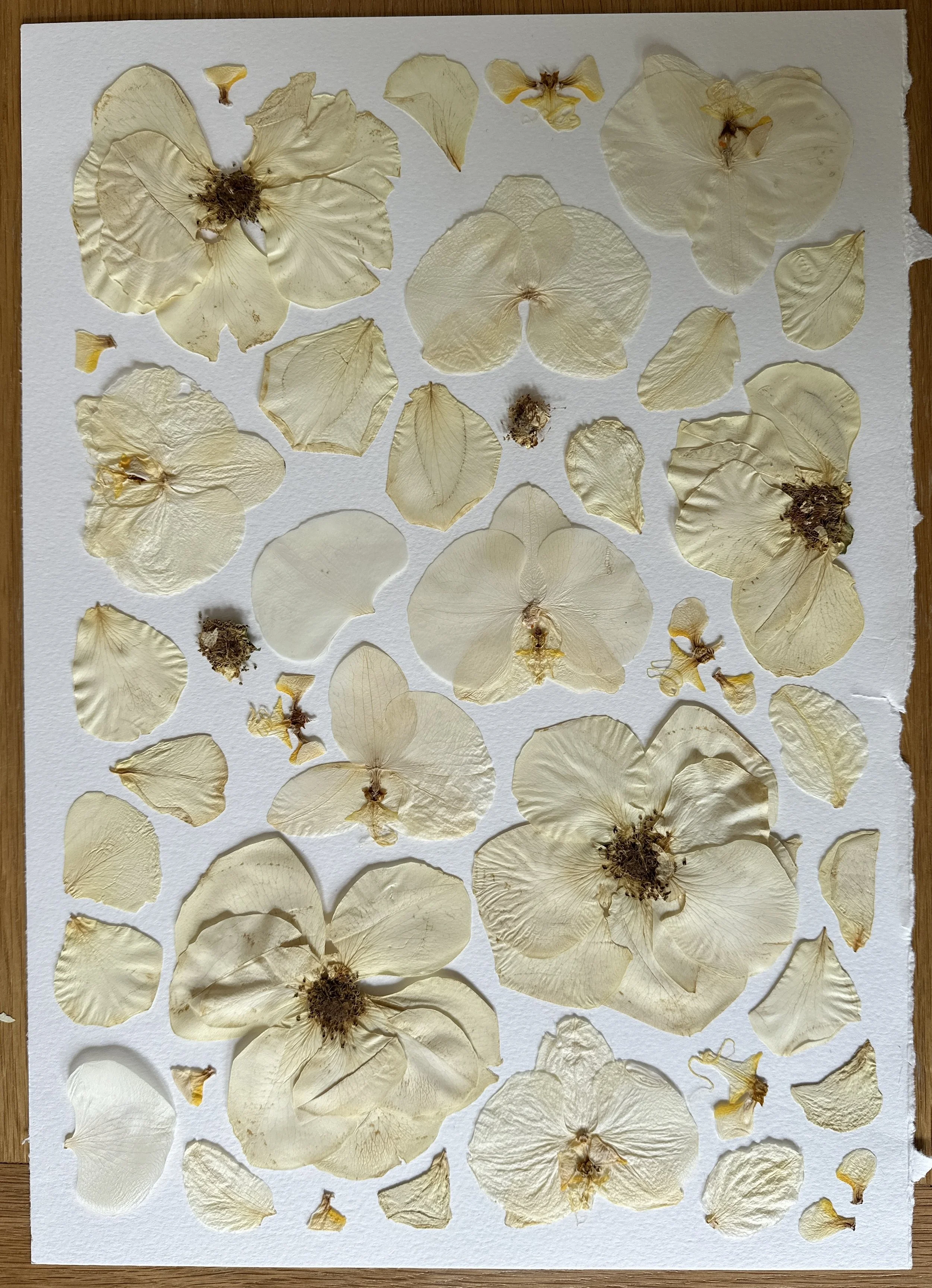 A collection of dried cream-colored flower petals and blossoms arranged on white paper.