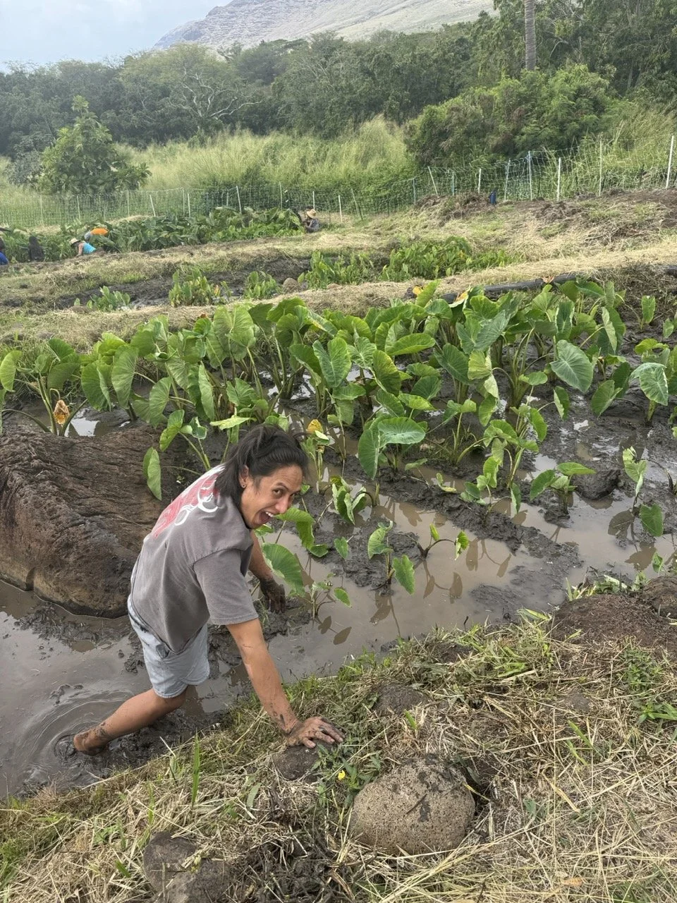 Woman in a muddy field with green plants, smiling and digging in a wet, muddy area in a lush, mountainous farmland setting.