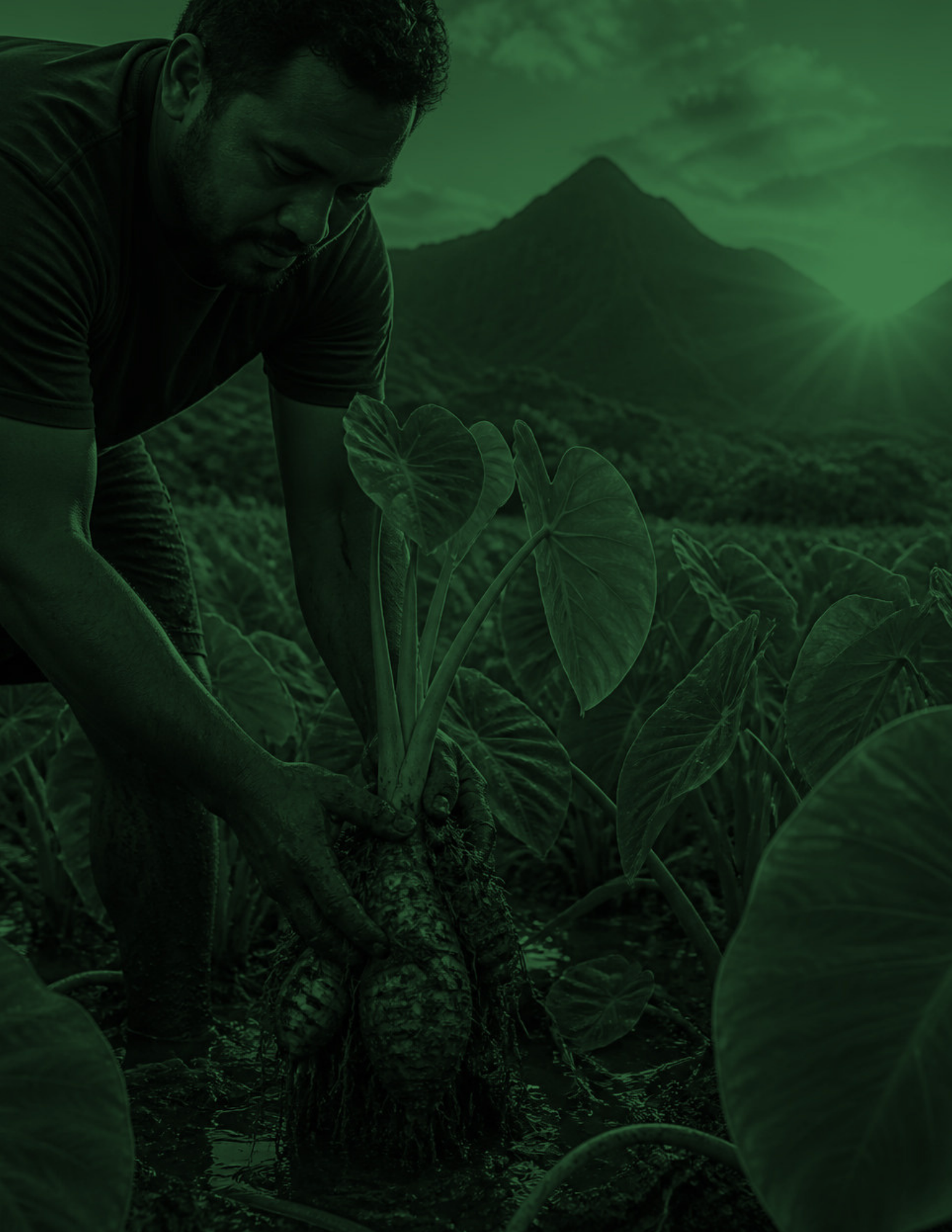 Ka'ala Farm | Discover & Connect Today