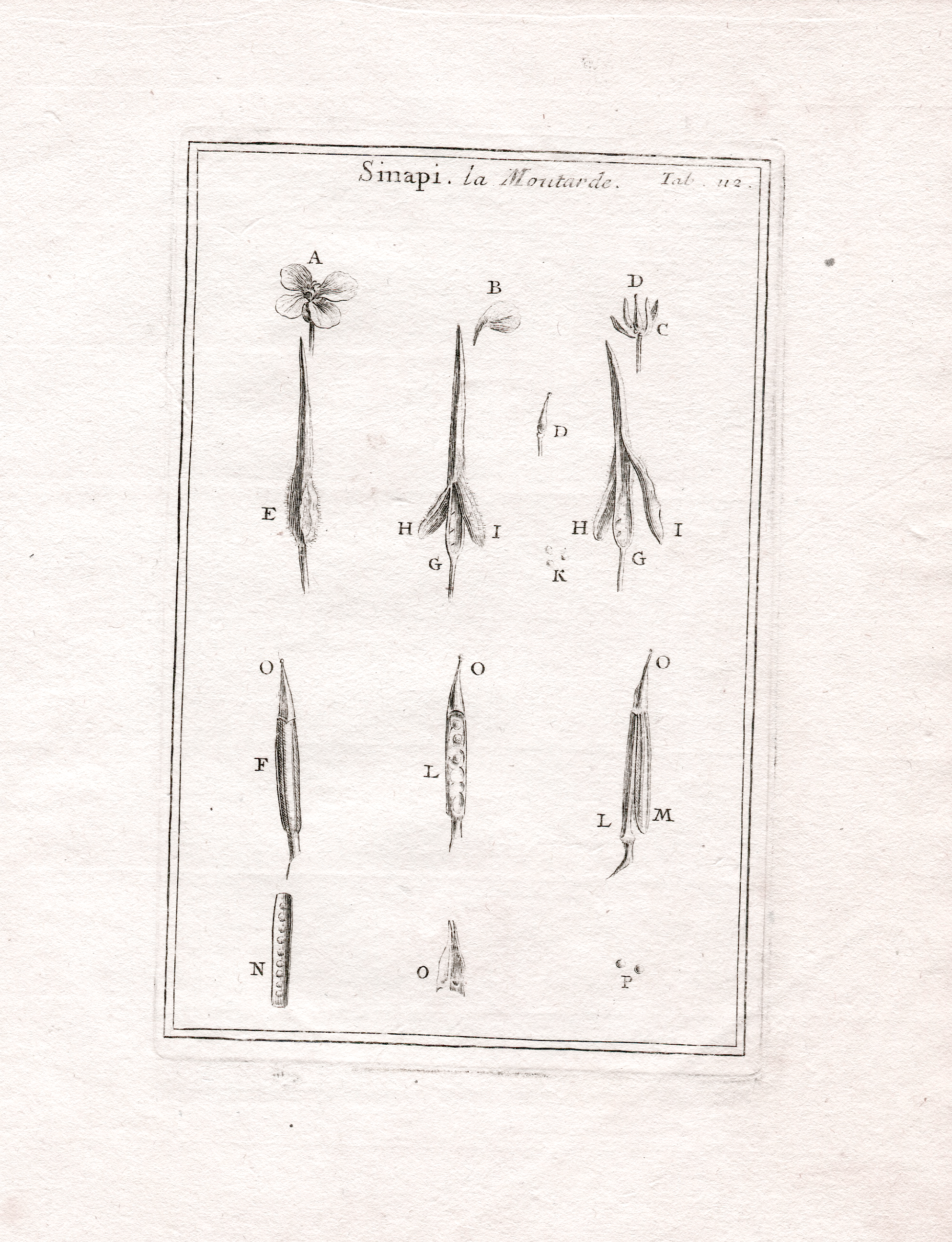 Black-and-white botanical illustration of mustard plant parts labeled with letters, titled 'Sinapi la moutarde'.