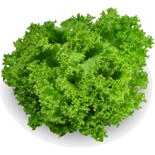 greenfill lettuce