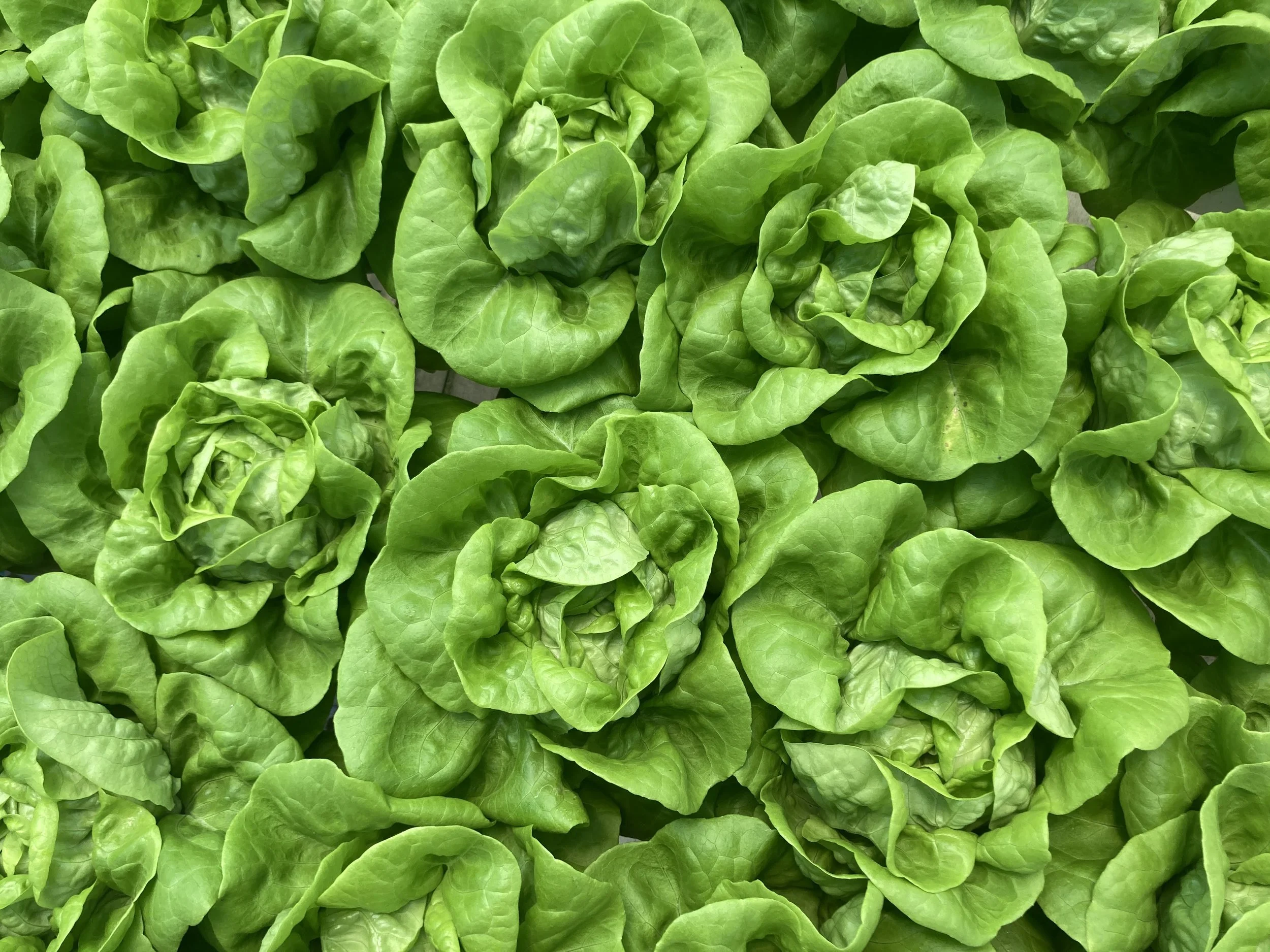 Butterhead lettuce