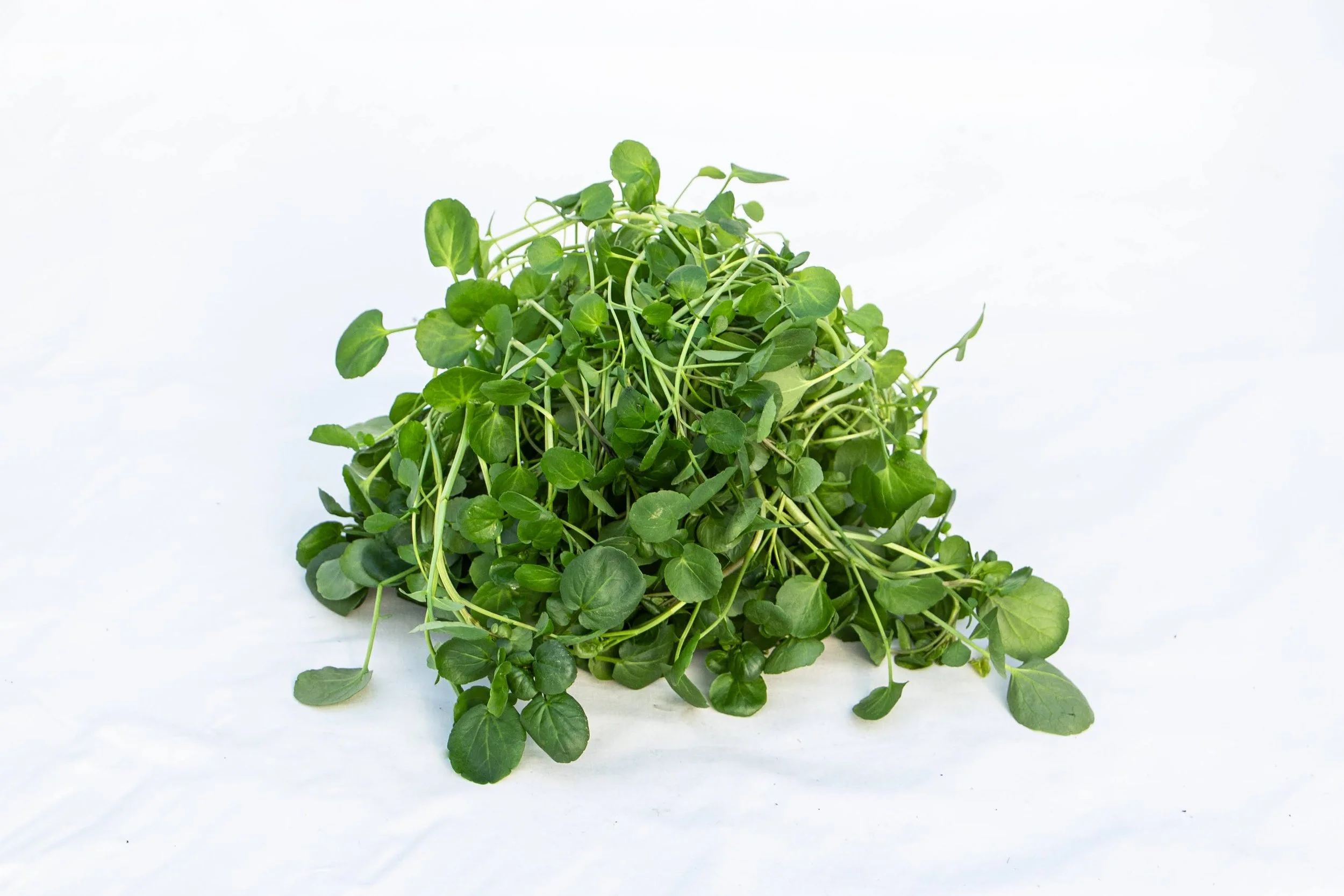 Bunch of watercress