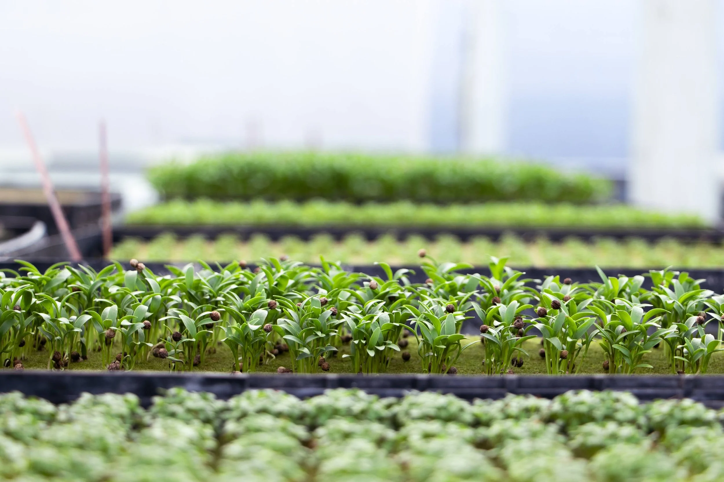 seedlings growing in trays