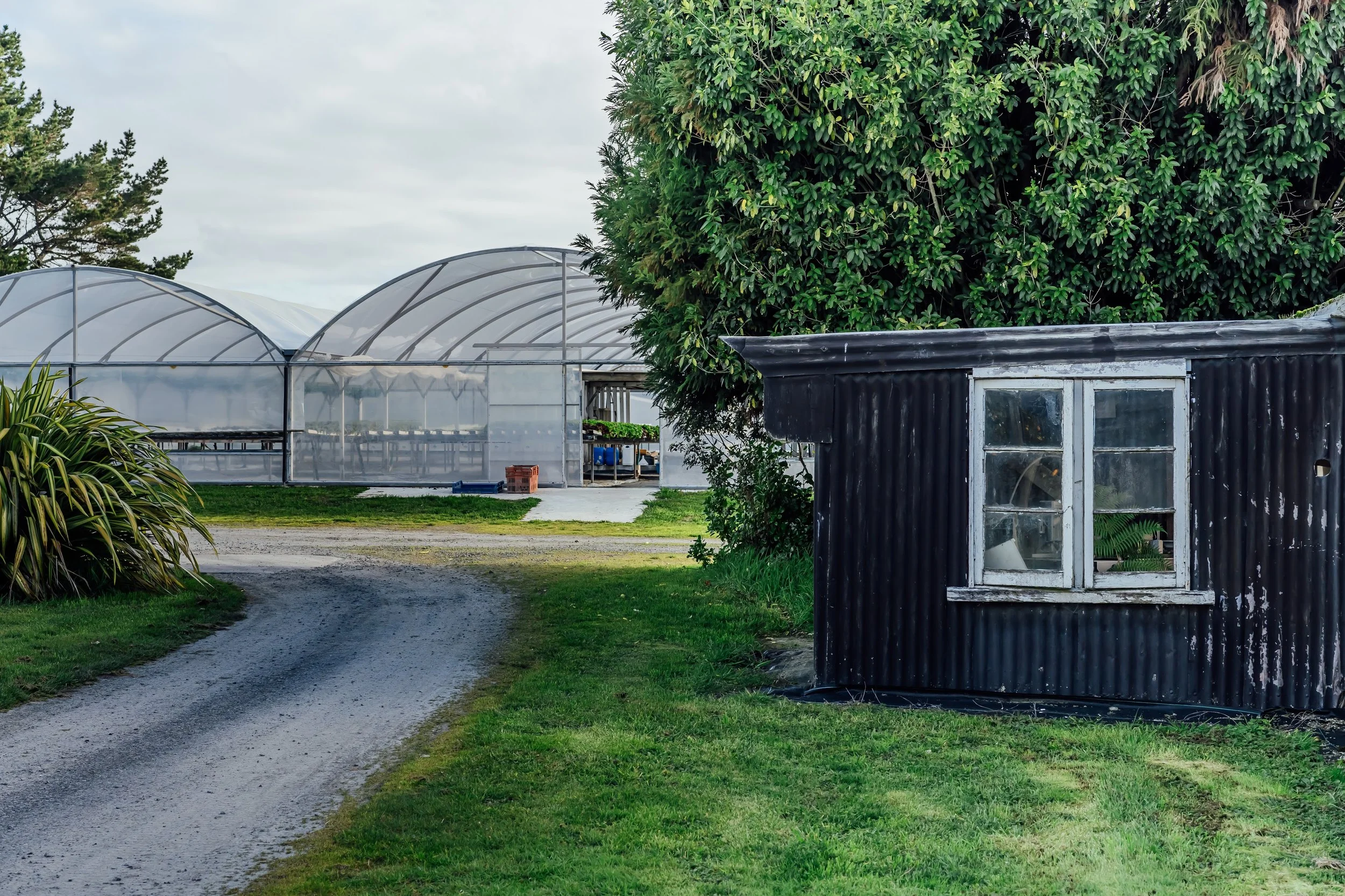 glasshouse in distance next to old shed and road