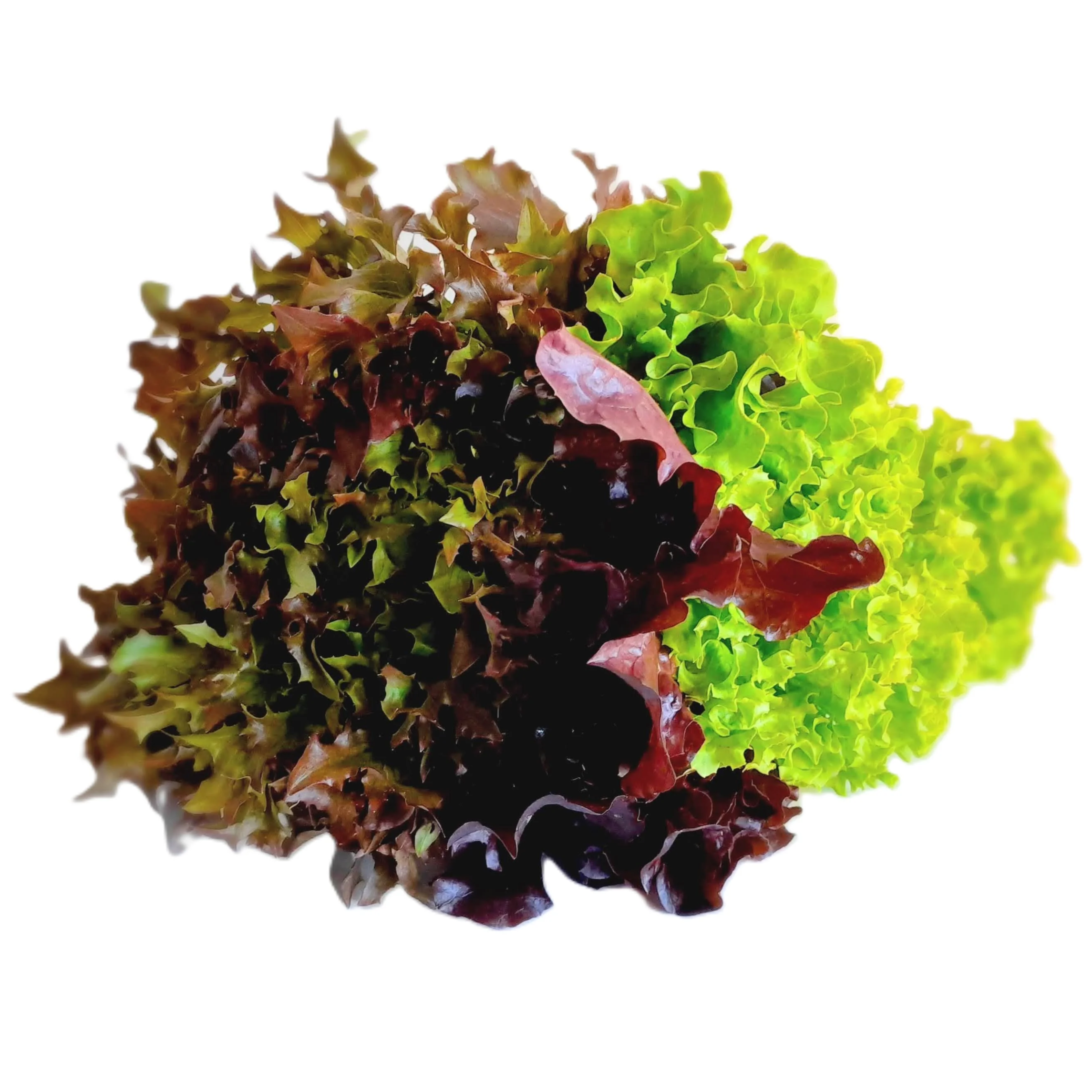 Three varieties of lettuce grown in a single bunch