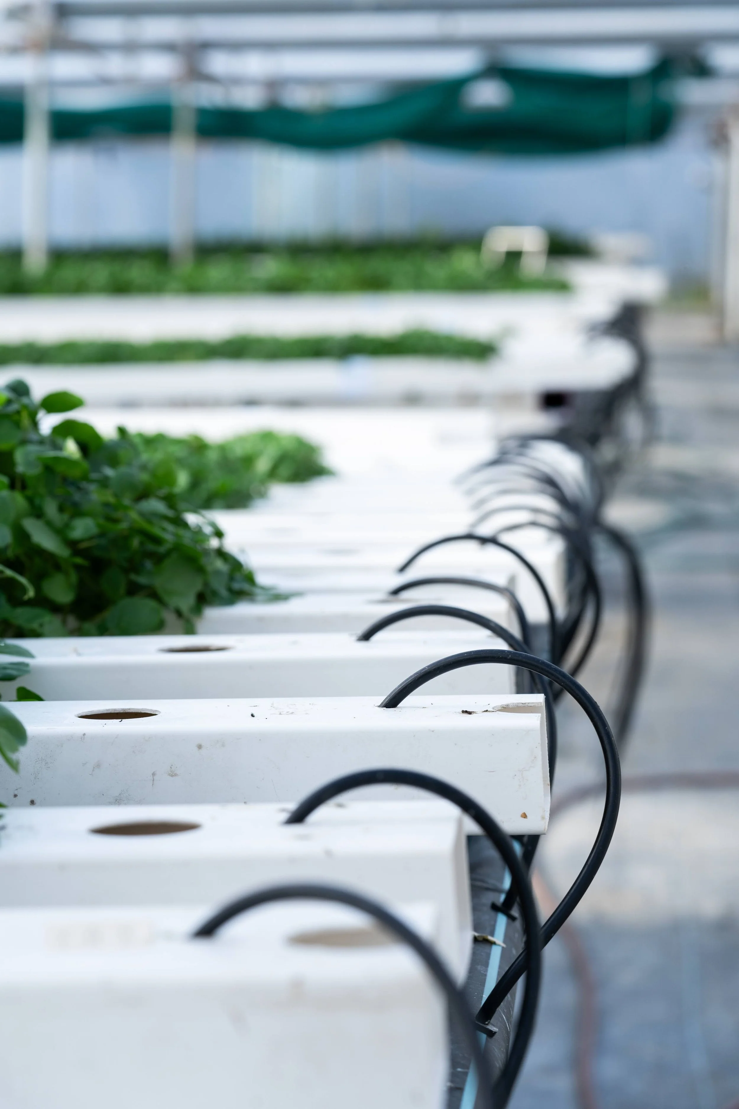 produce growing in hydroponic channels with dripper tubes
