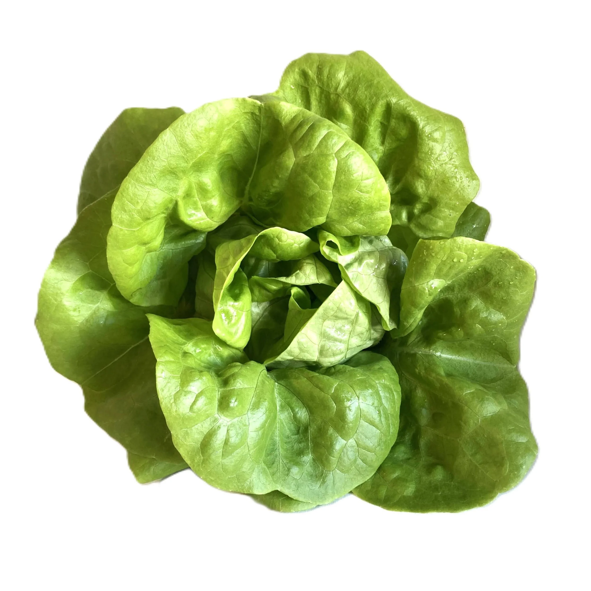 a butterhead lettuce