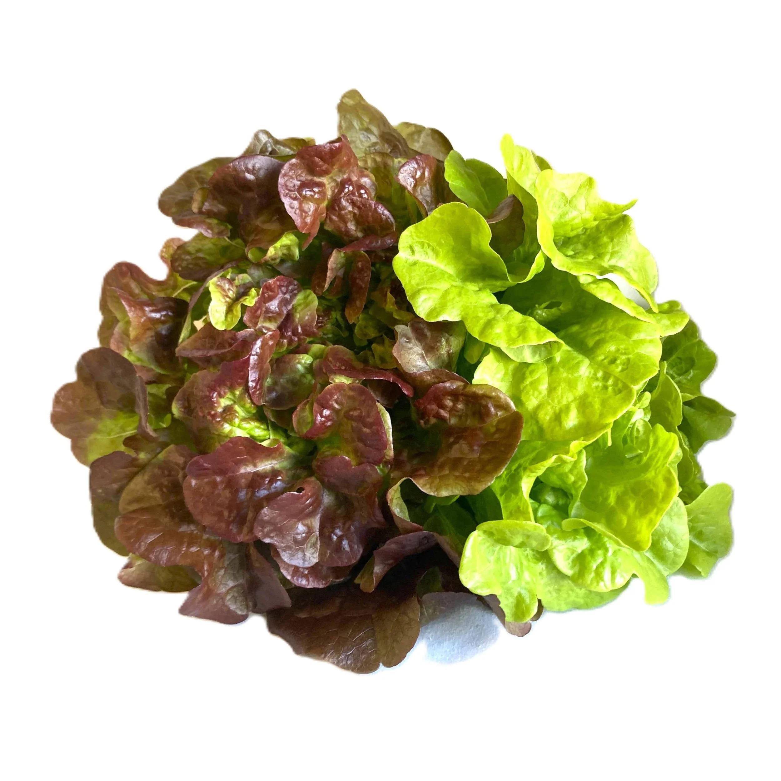 dual oak leaf lettuce grown in a single bunch