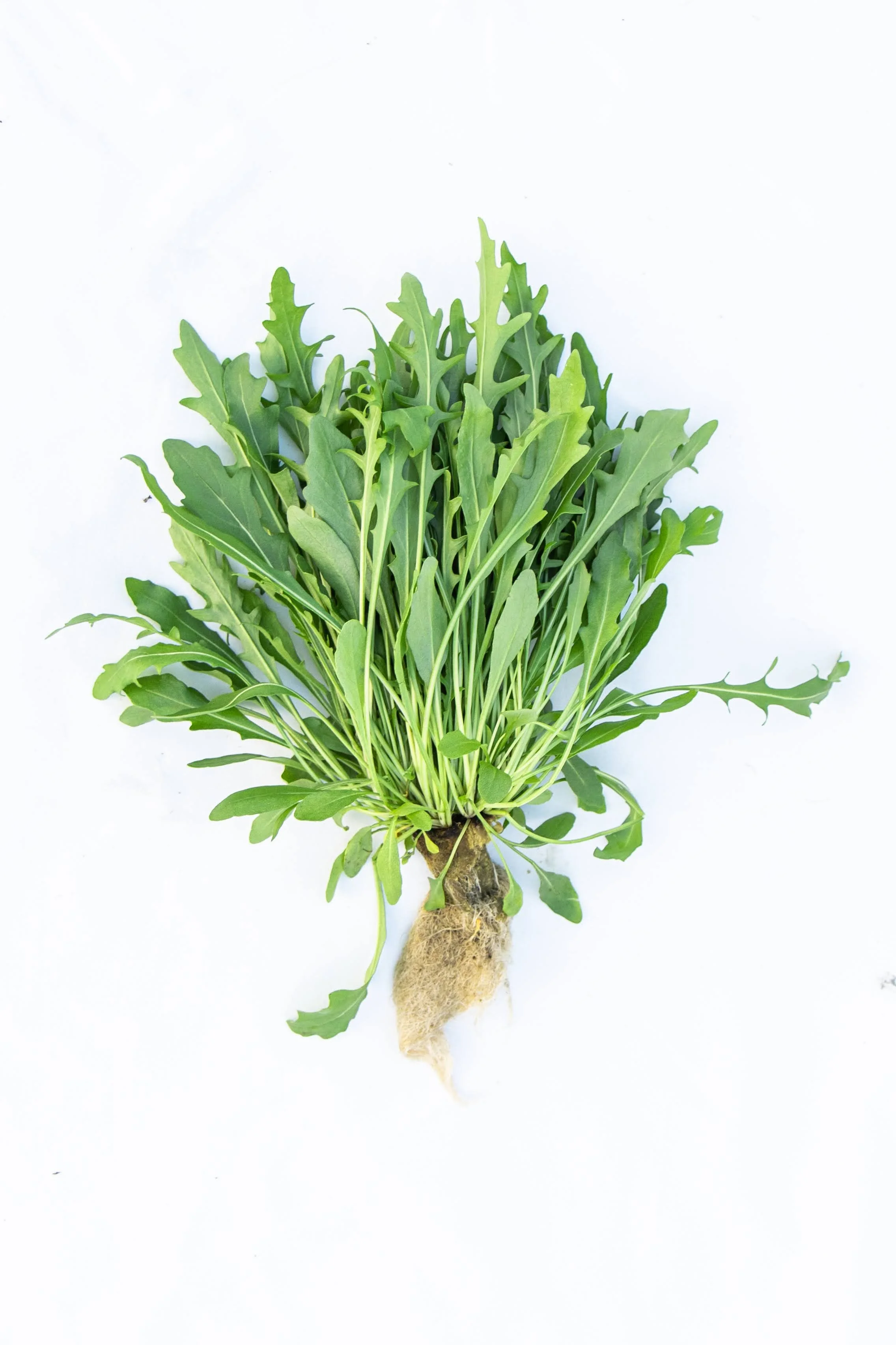 Single bunch of rocket