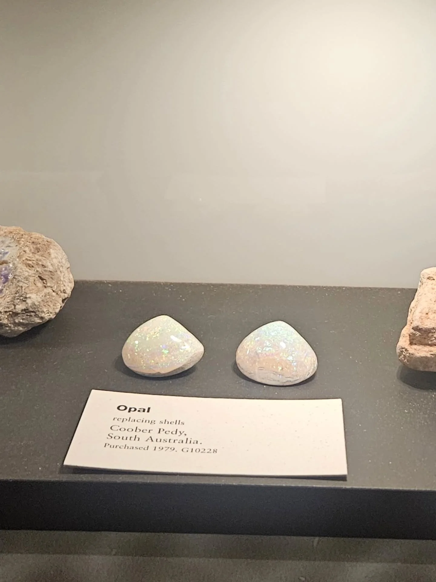 I captured a few of my own highlights from the Museum Day Out with the teens at the @southaustralianmuseum

I didn't get a picture but the opalised Plesiosaur and opals replacing creatures/shells were *chefs kiss* and absolutely highlights for me

It