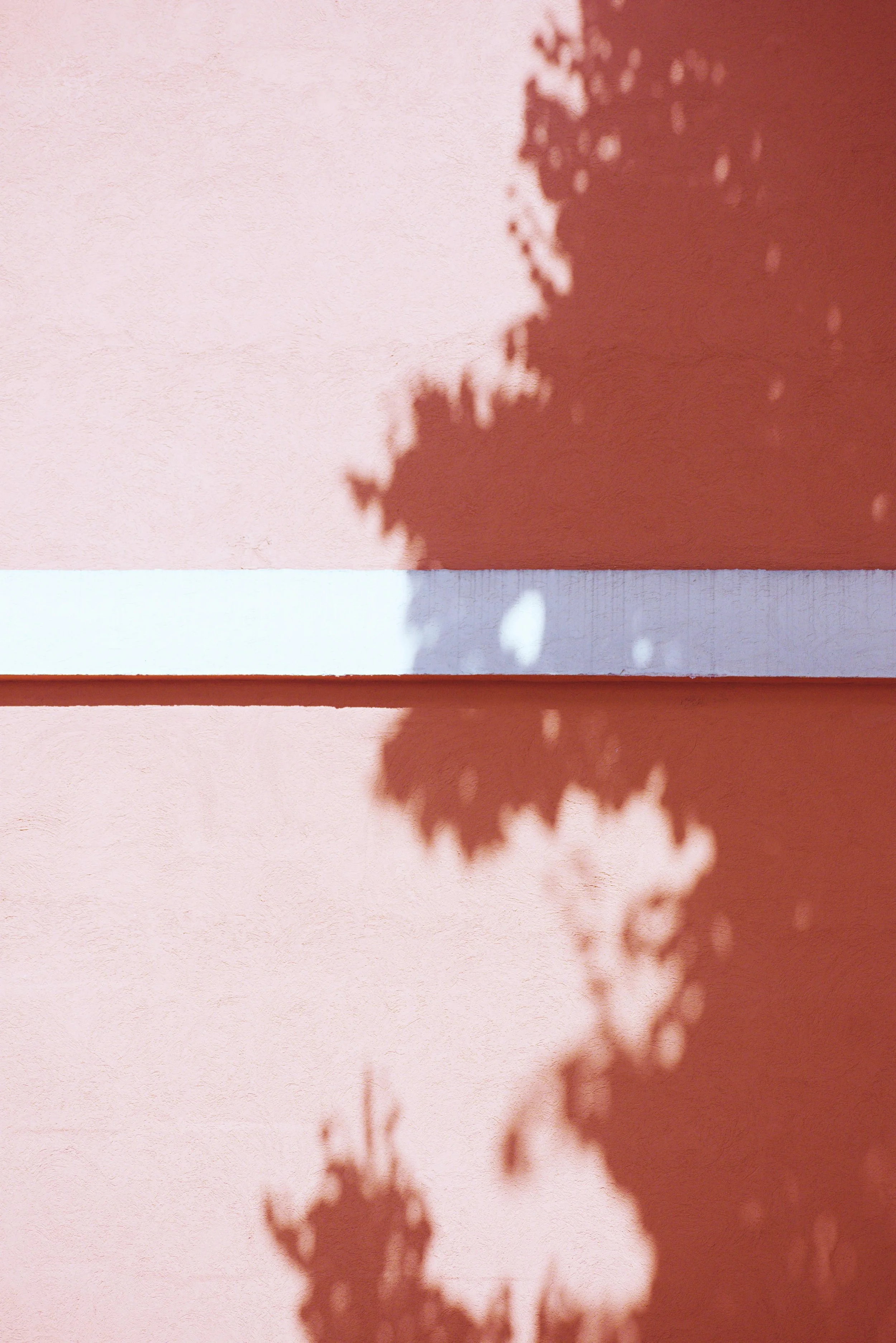 Shadows of tree branches and leaves cast on a pink wall with a white horizontal stripe.