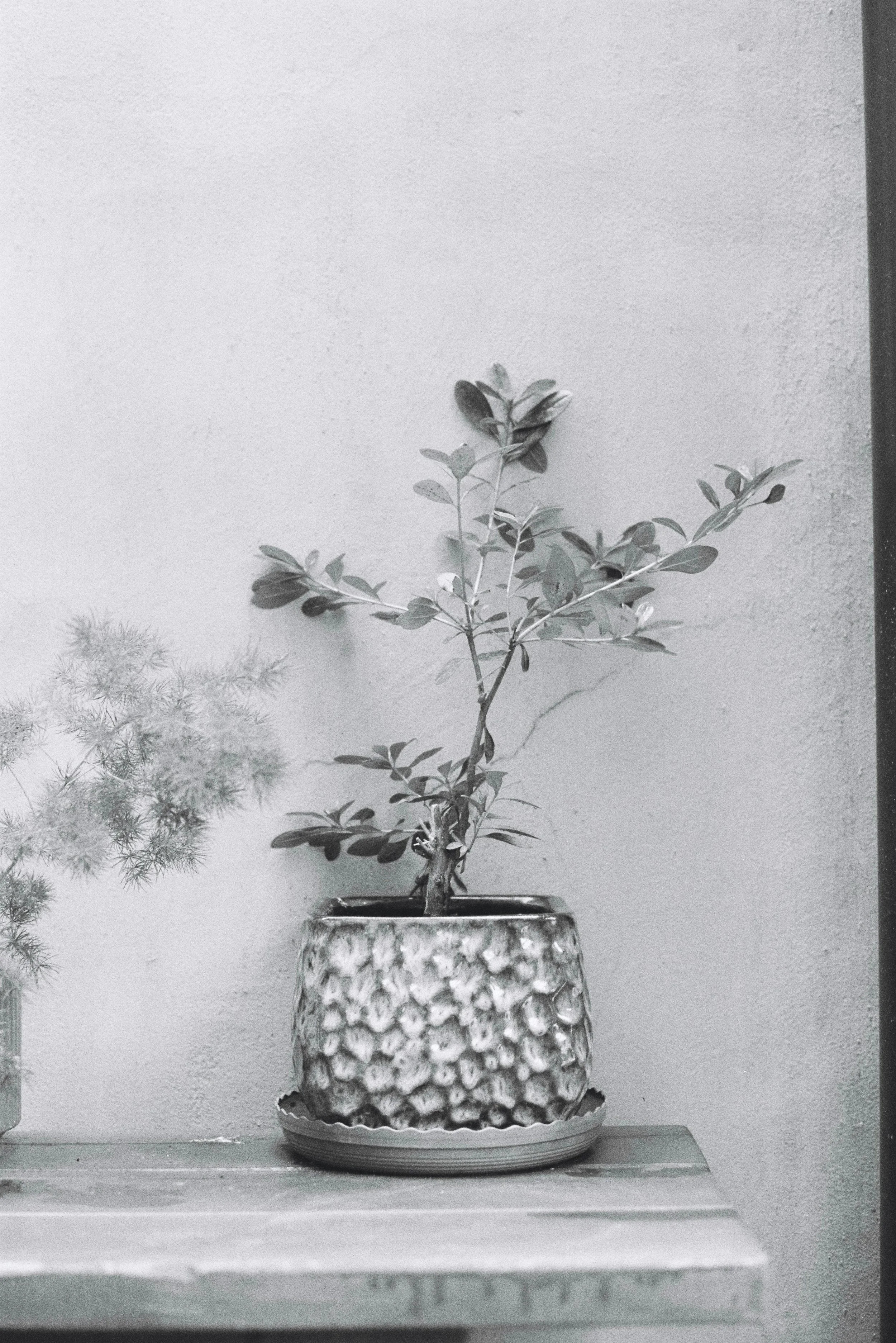 A potted plant with green leaves in a textured ceramic pot on a wooden surface against a plain wall.