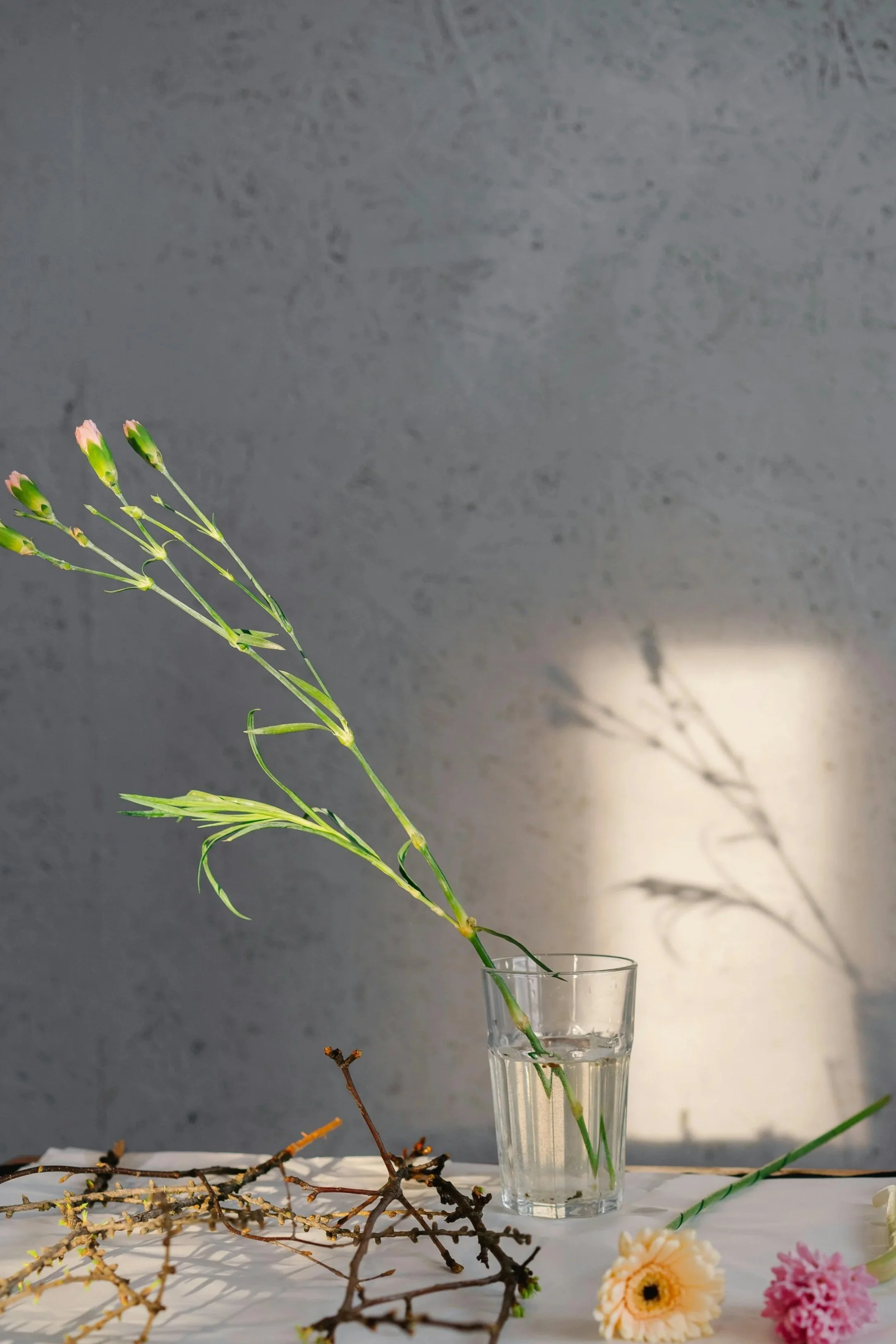 A tall, green plant with pink buds in a glass of water on a white surface, with dried twigs and pink and white flowers nearby, against a textured gray wall with a shadow of the plant in the background.