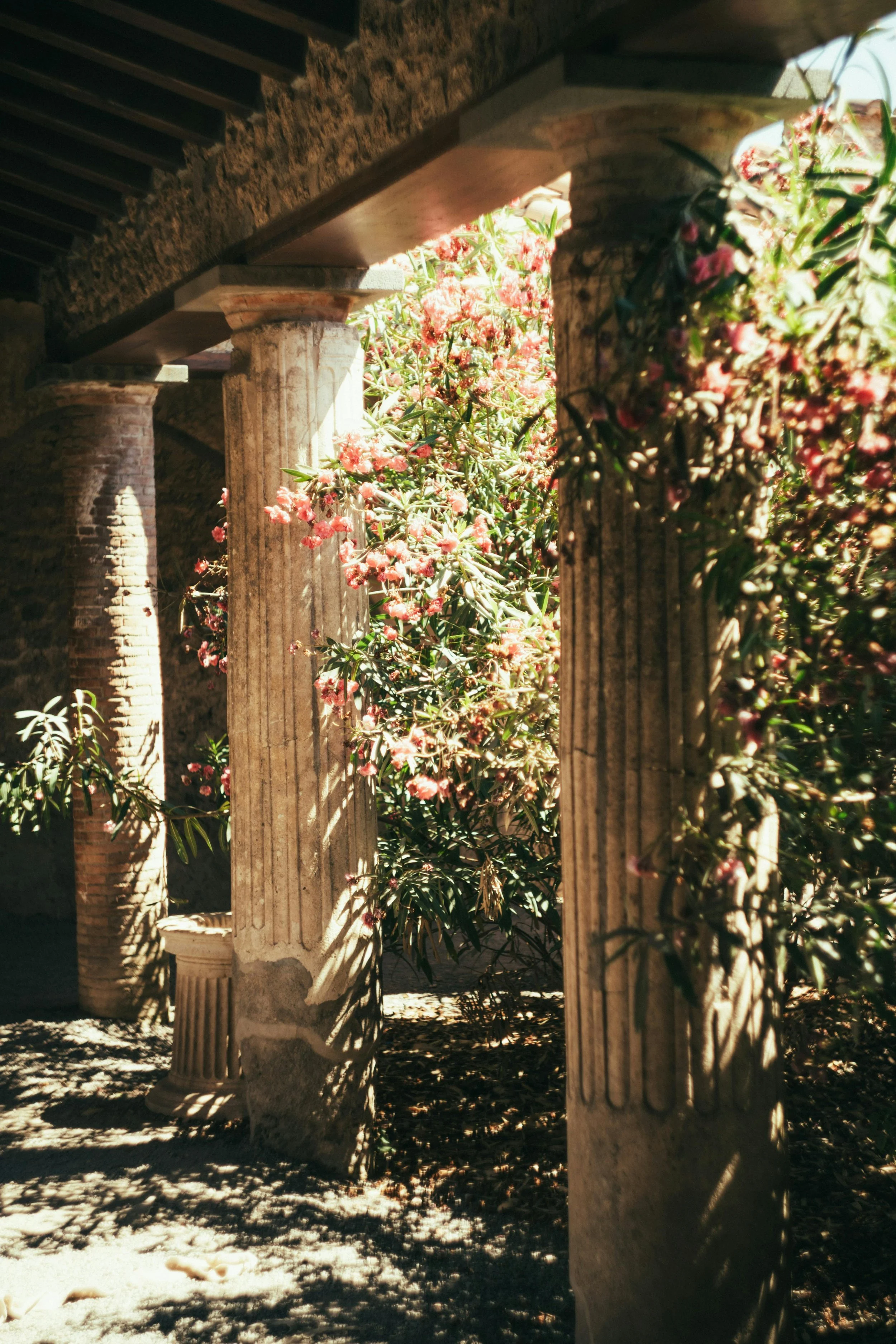 Ancient stone columns and brick arches supporting a wooden ceiling, surrounded by pink flowering bushes and greenery, with sunlight casting shadows on the ground.