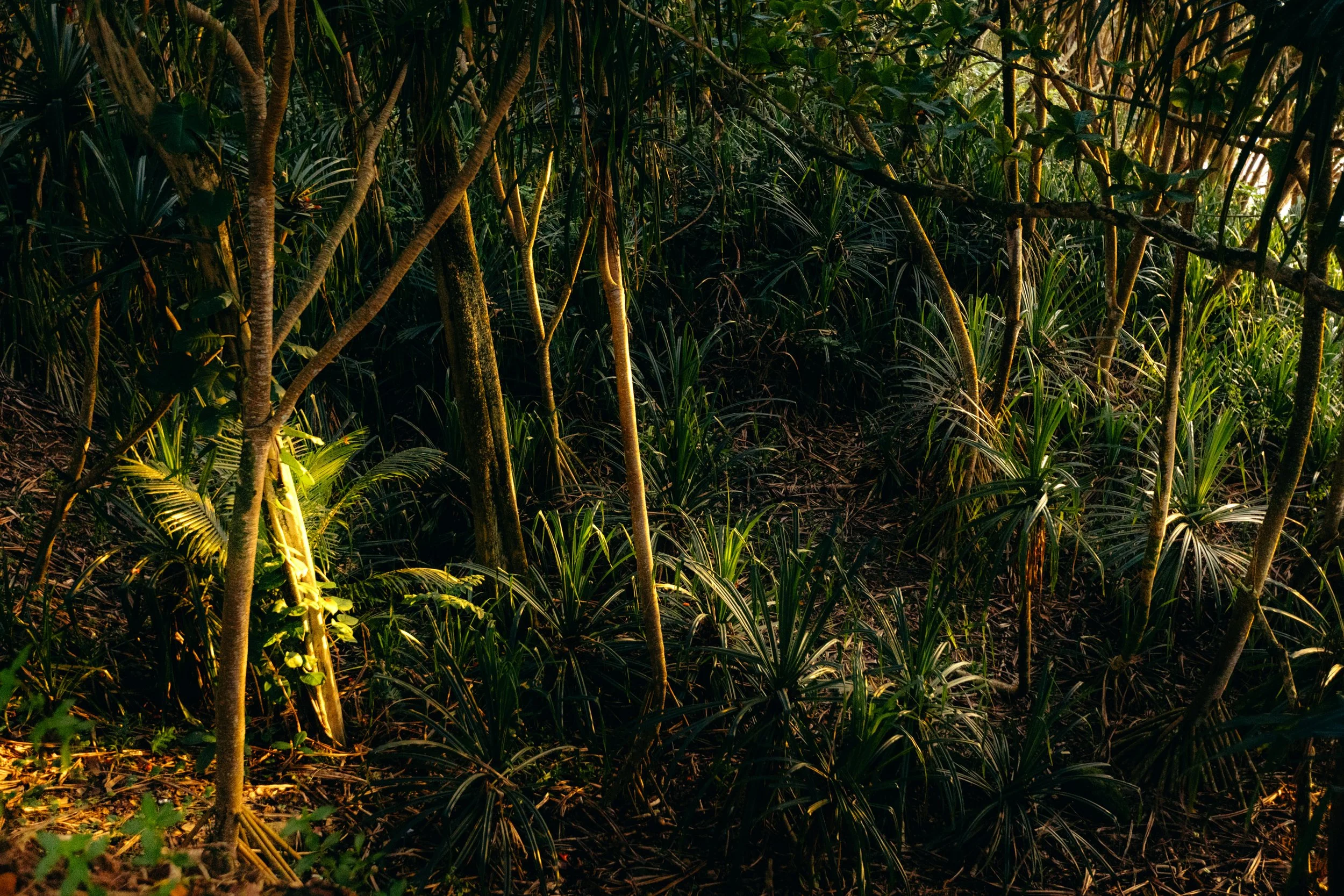 Sunset Through the Trees