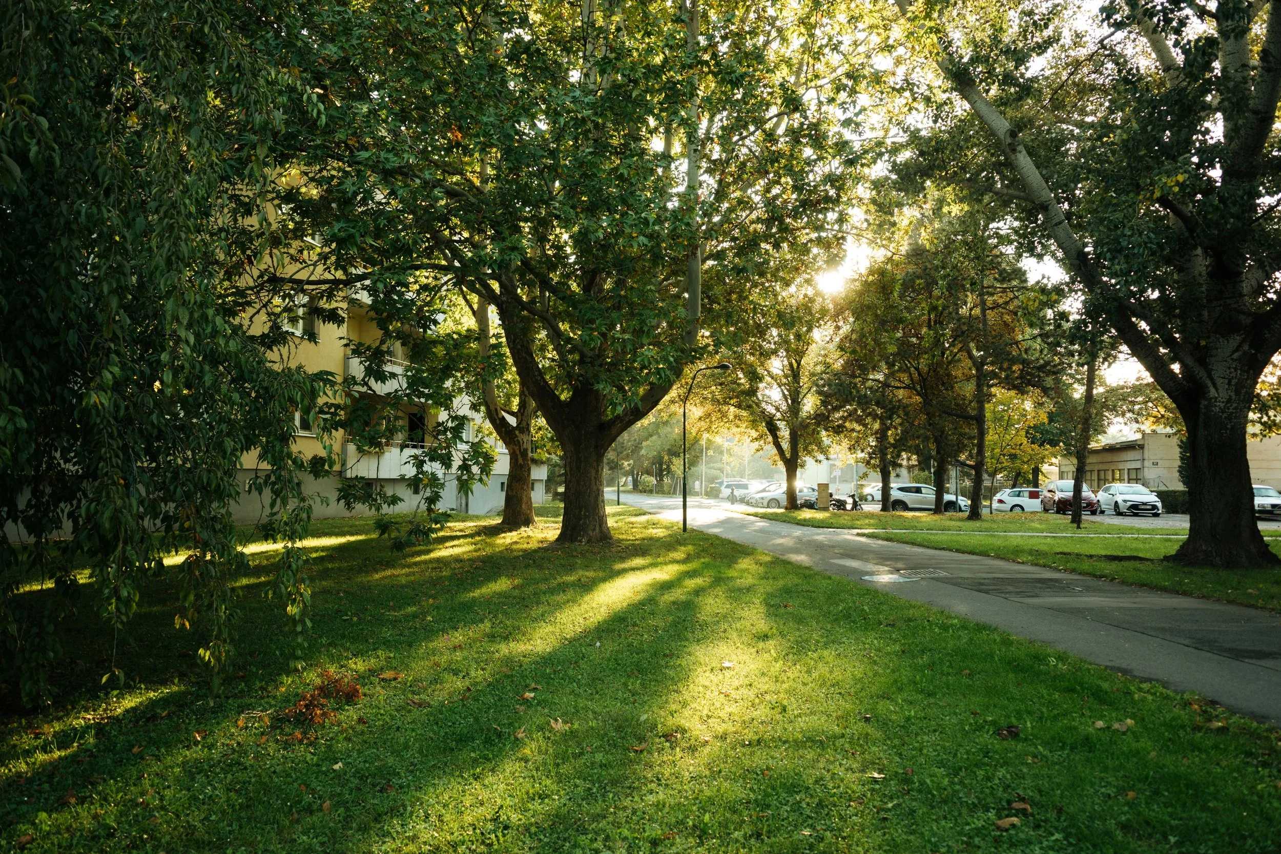 Sunlight filters through a row of large trees on a grassy area next to a sidewalk, with parked cars and a building in the background.