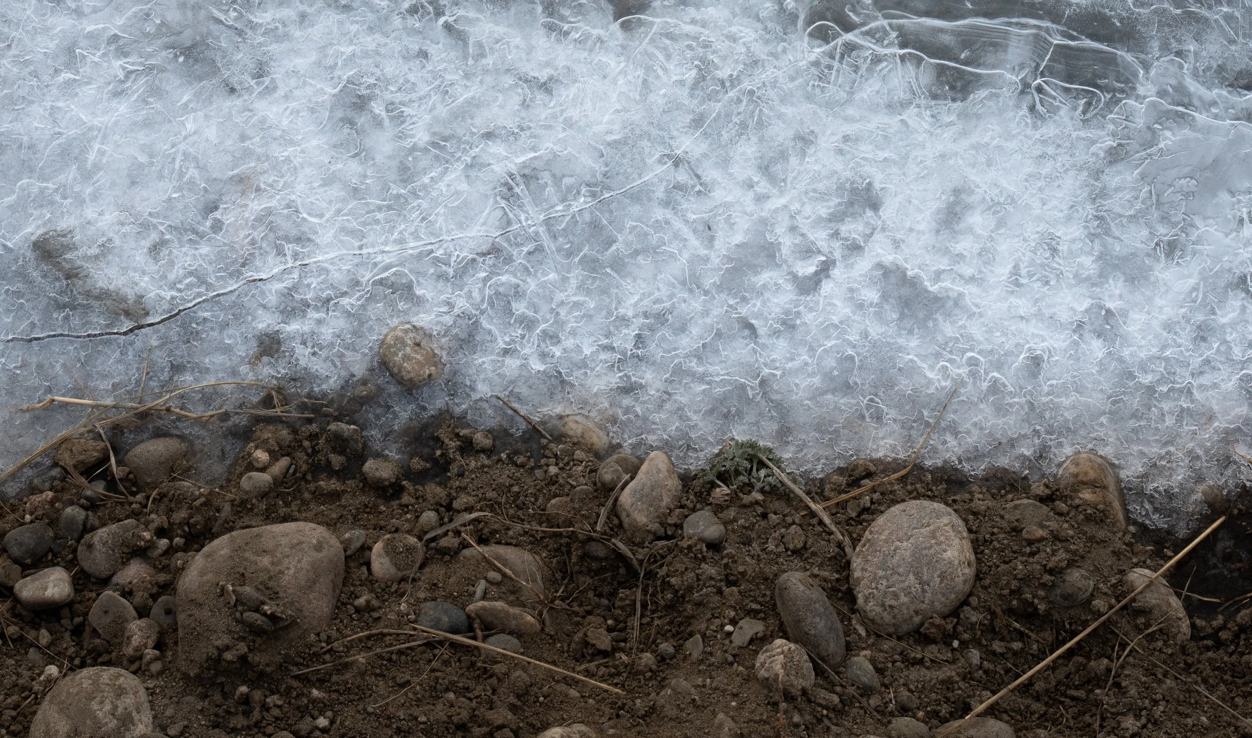 Ice and shoreline green plant.jpg