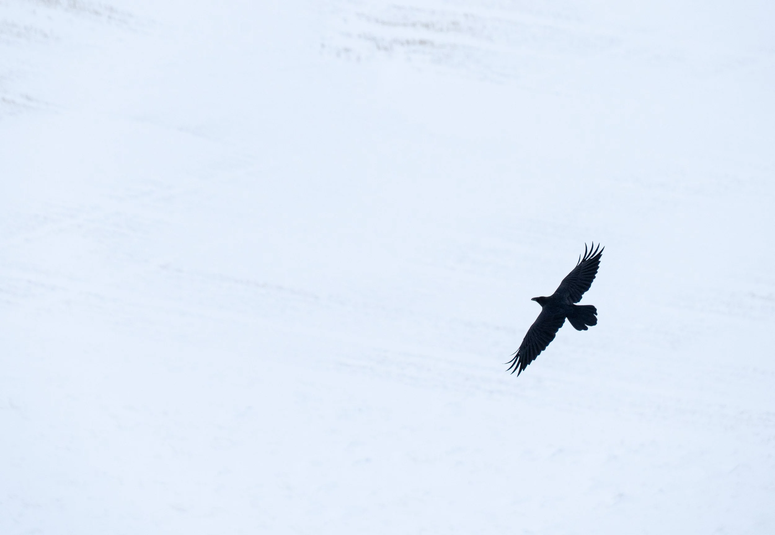 "Flying in a Winter Wonderland"