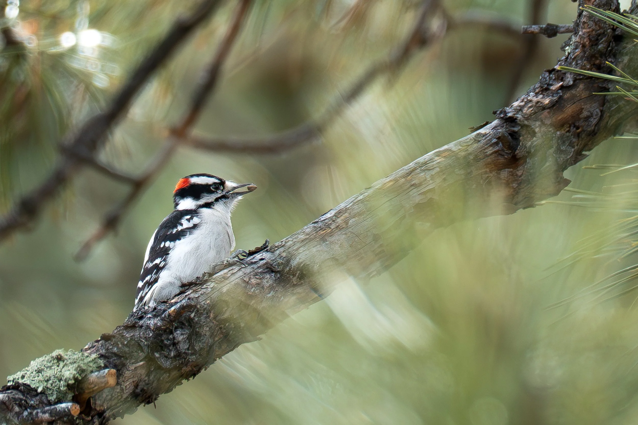 Woodpecker with seed in beak with green background closeup.jpg