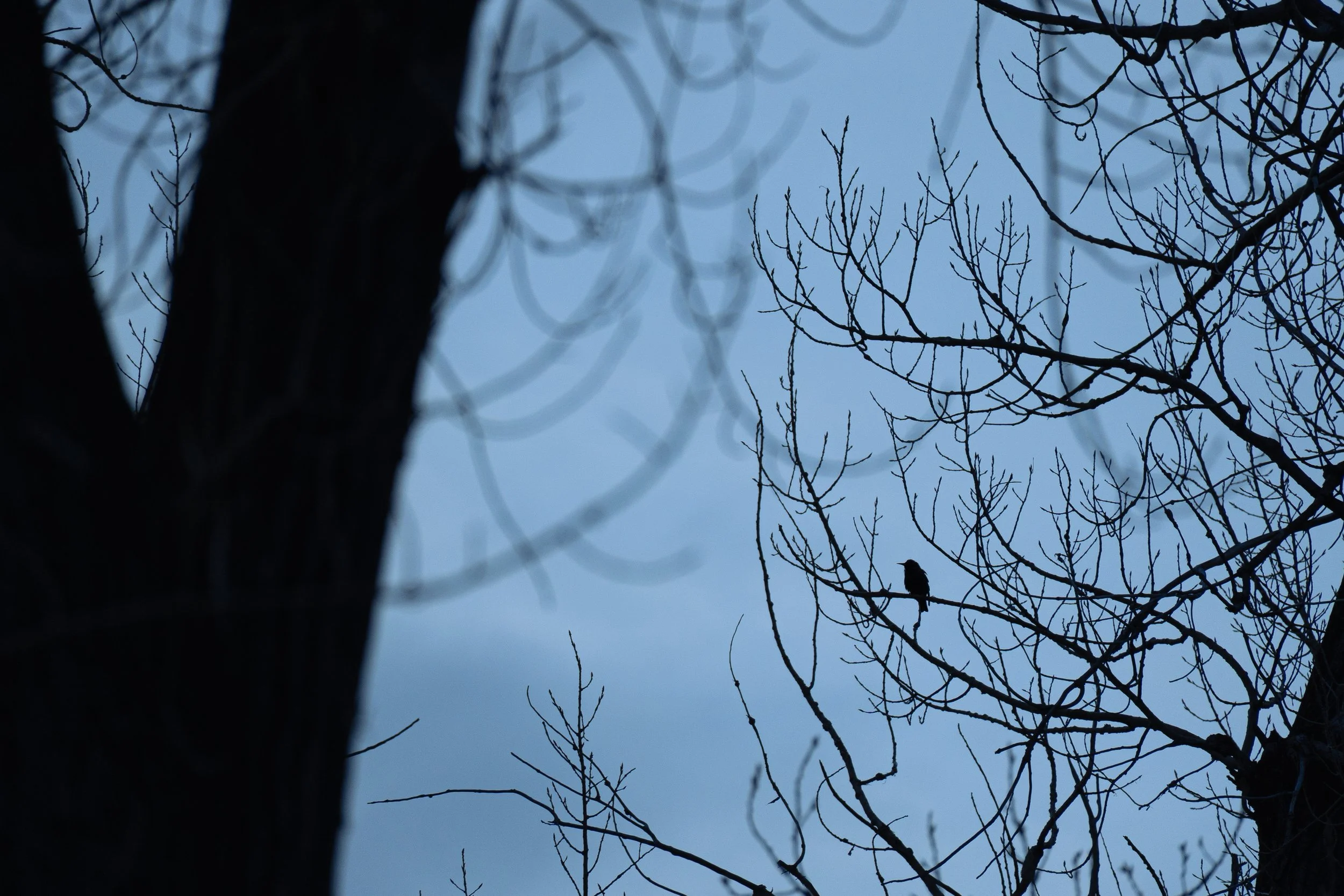 Silhouette of starling in tree.jpg