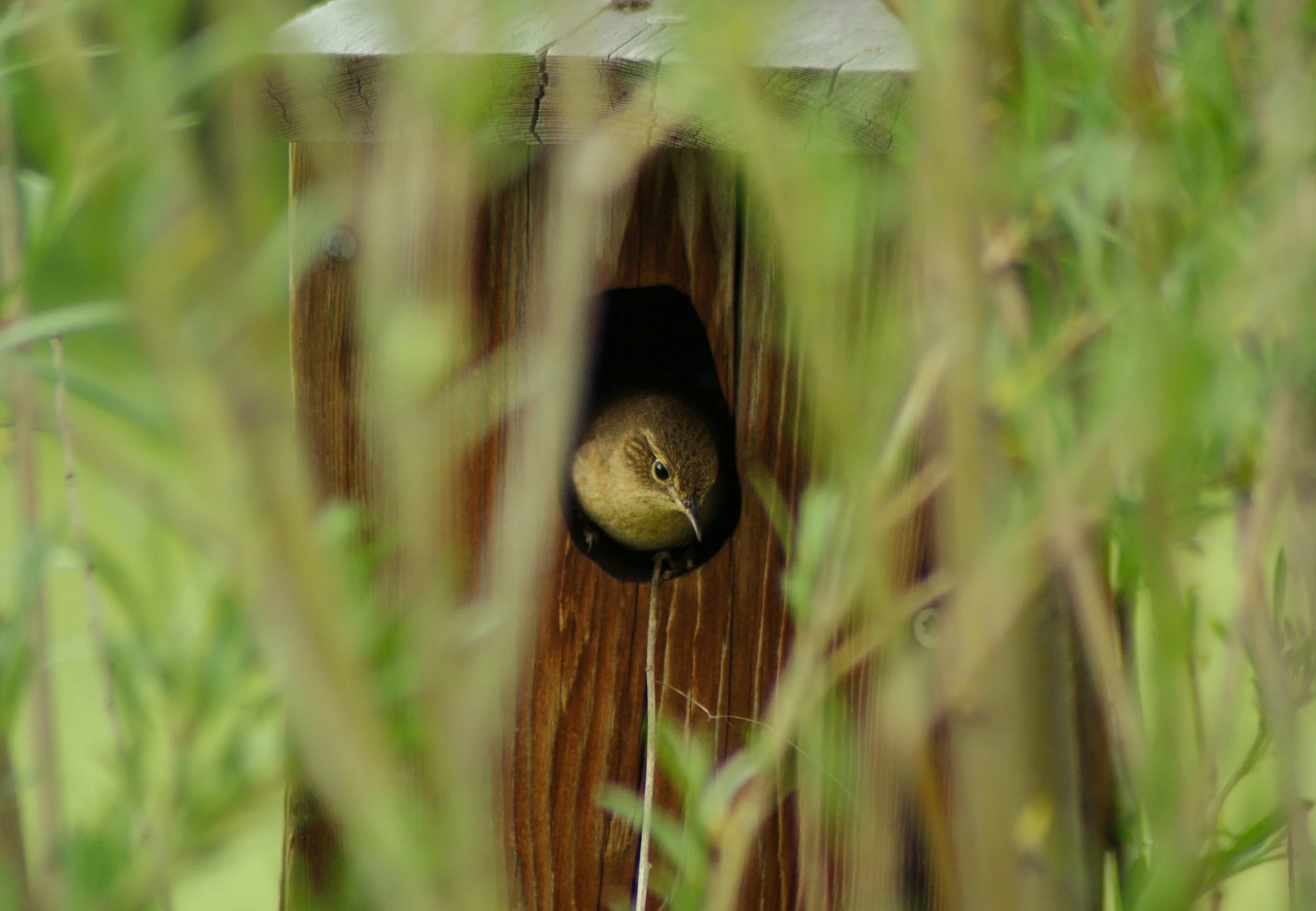 A Small Bird Peering out of a Bird House