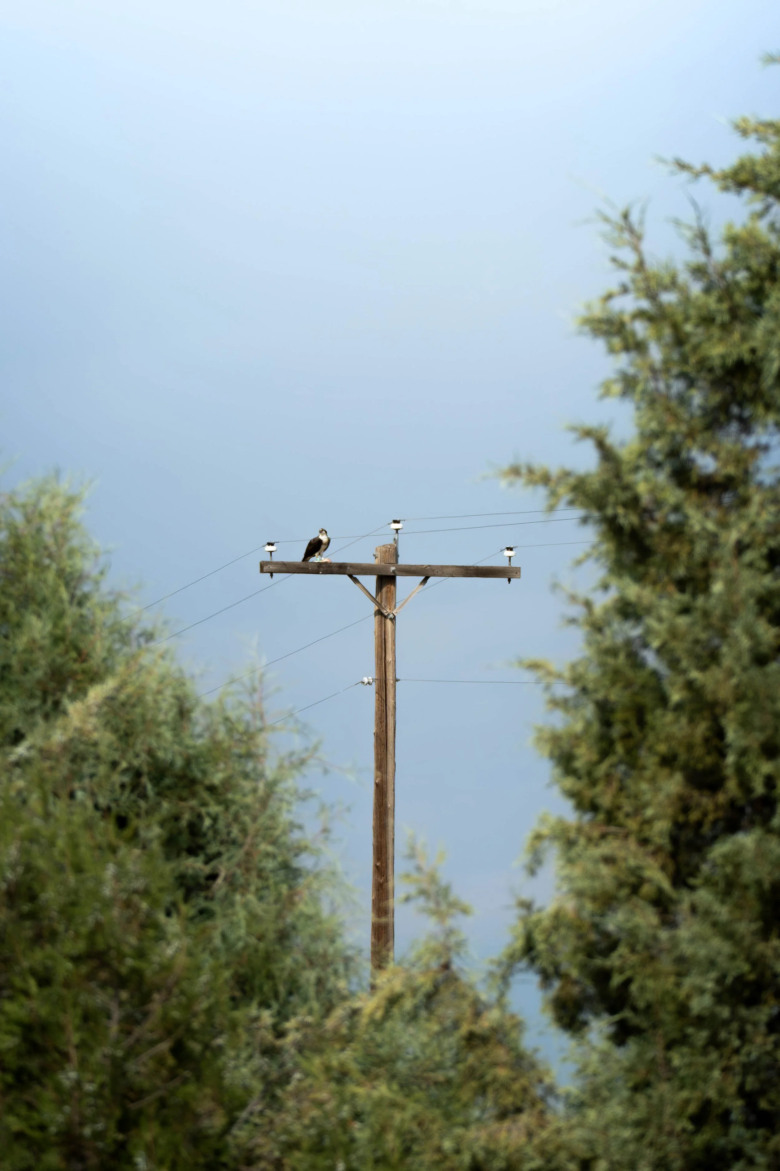 BackwoodsBoundPhotography/2026/OspreyOnTelephonePole