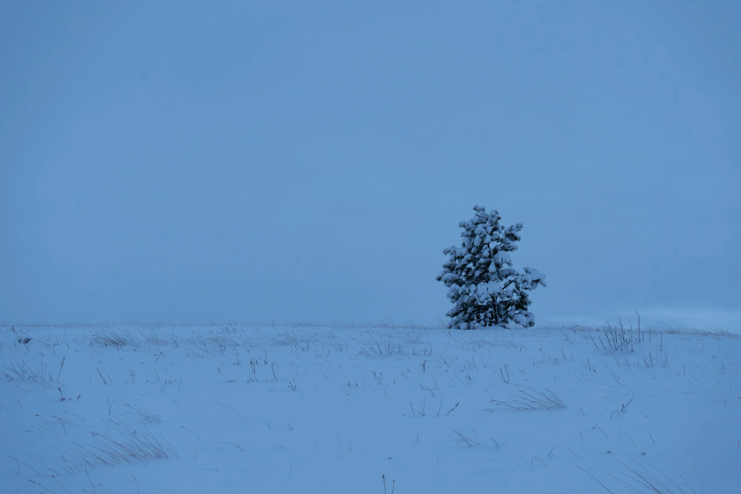 Winter - minimalistic tree dark.jpg