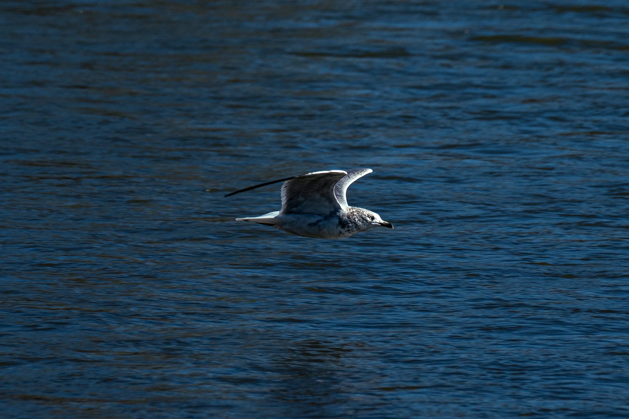 A Seagull Flying