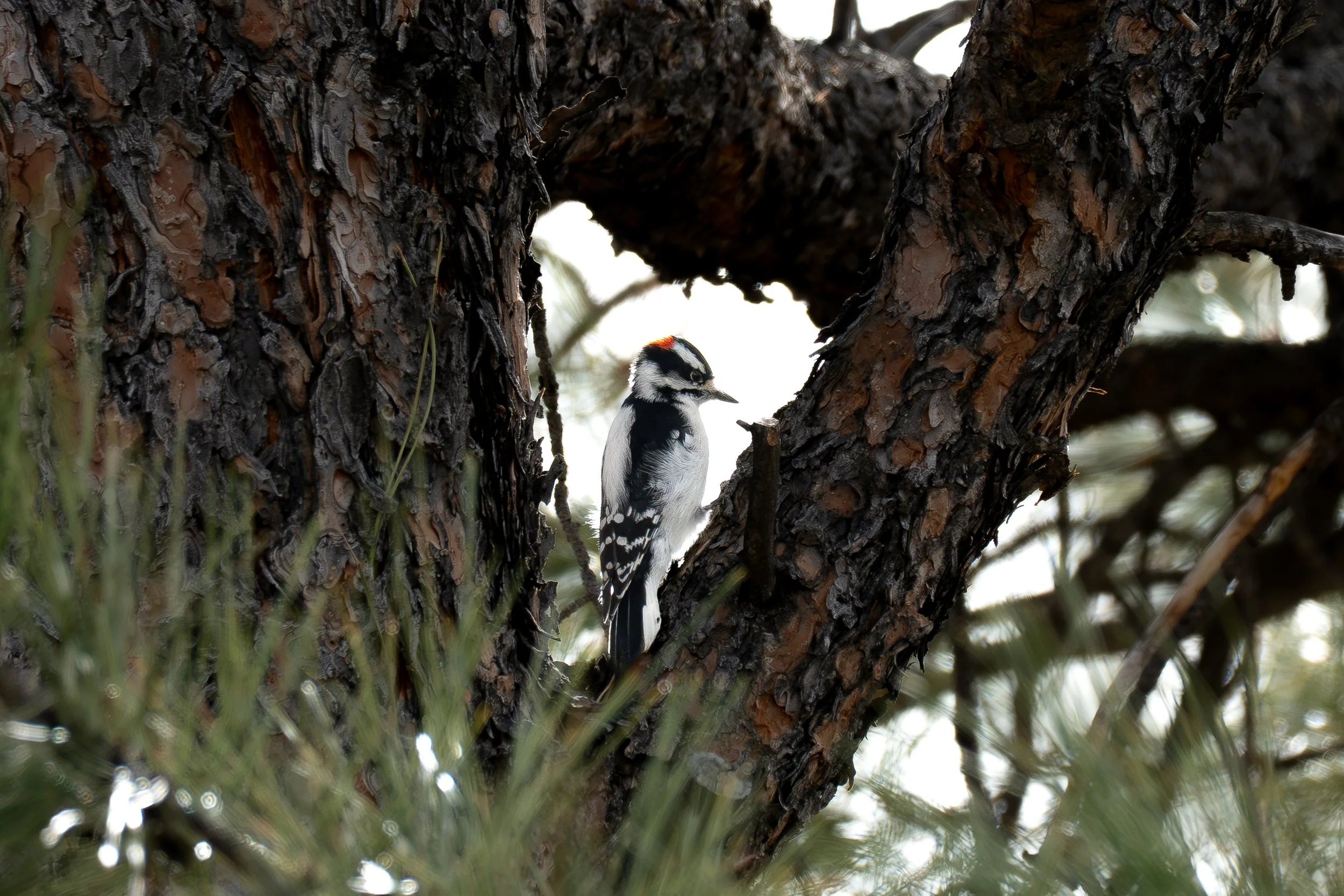 Woodpecker framed by heart shaped wood closer.jpg